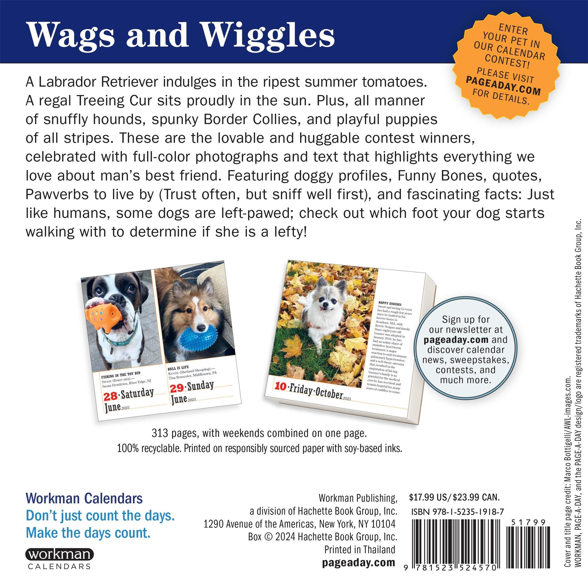 Dogs 365 Box 2025 Calendar