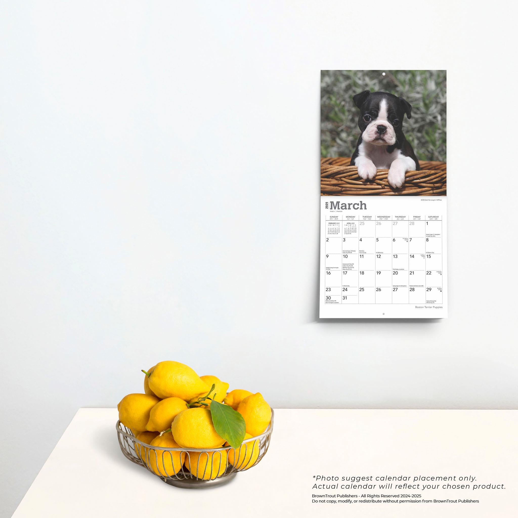 Boston Terrier Puppies Mini 2025 Calendar