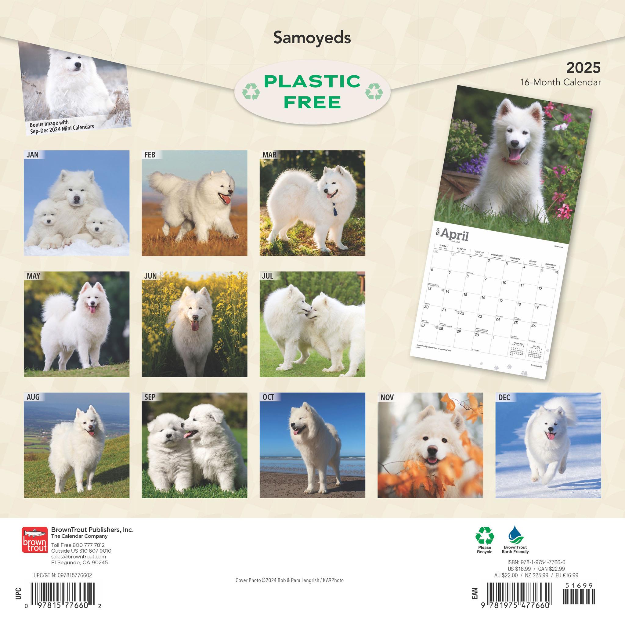 Samoyeds Wall 2025 Calendar