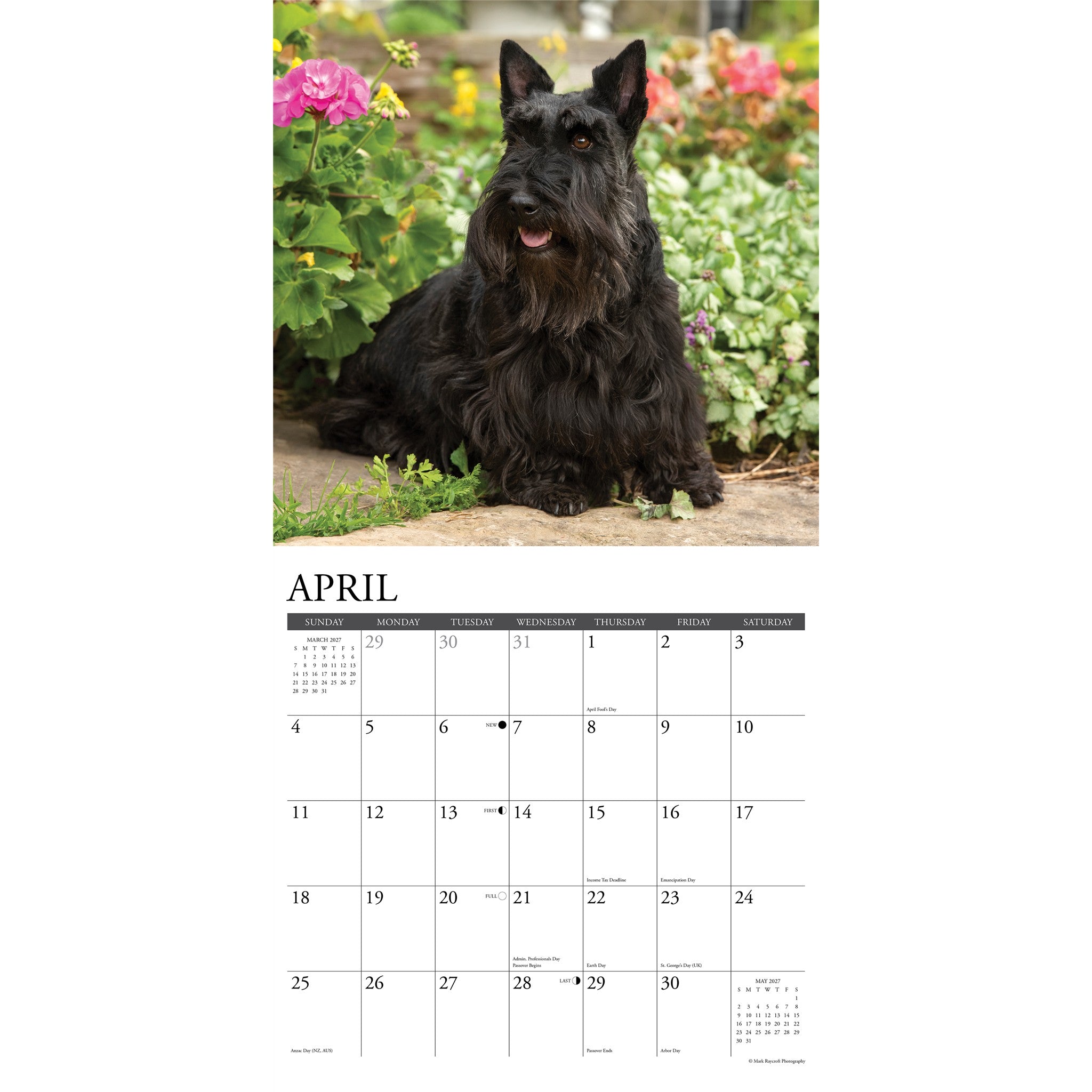 Scotties 2027 Wall Calendar