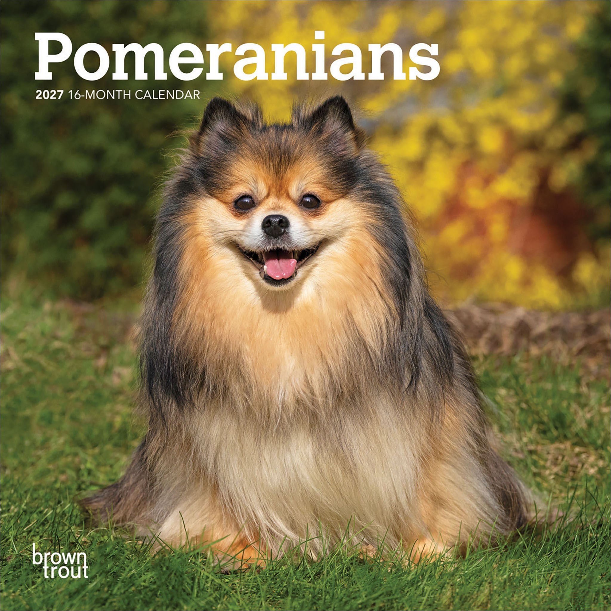 Pomeranians 2027 Mini Calendar
