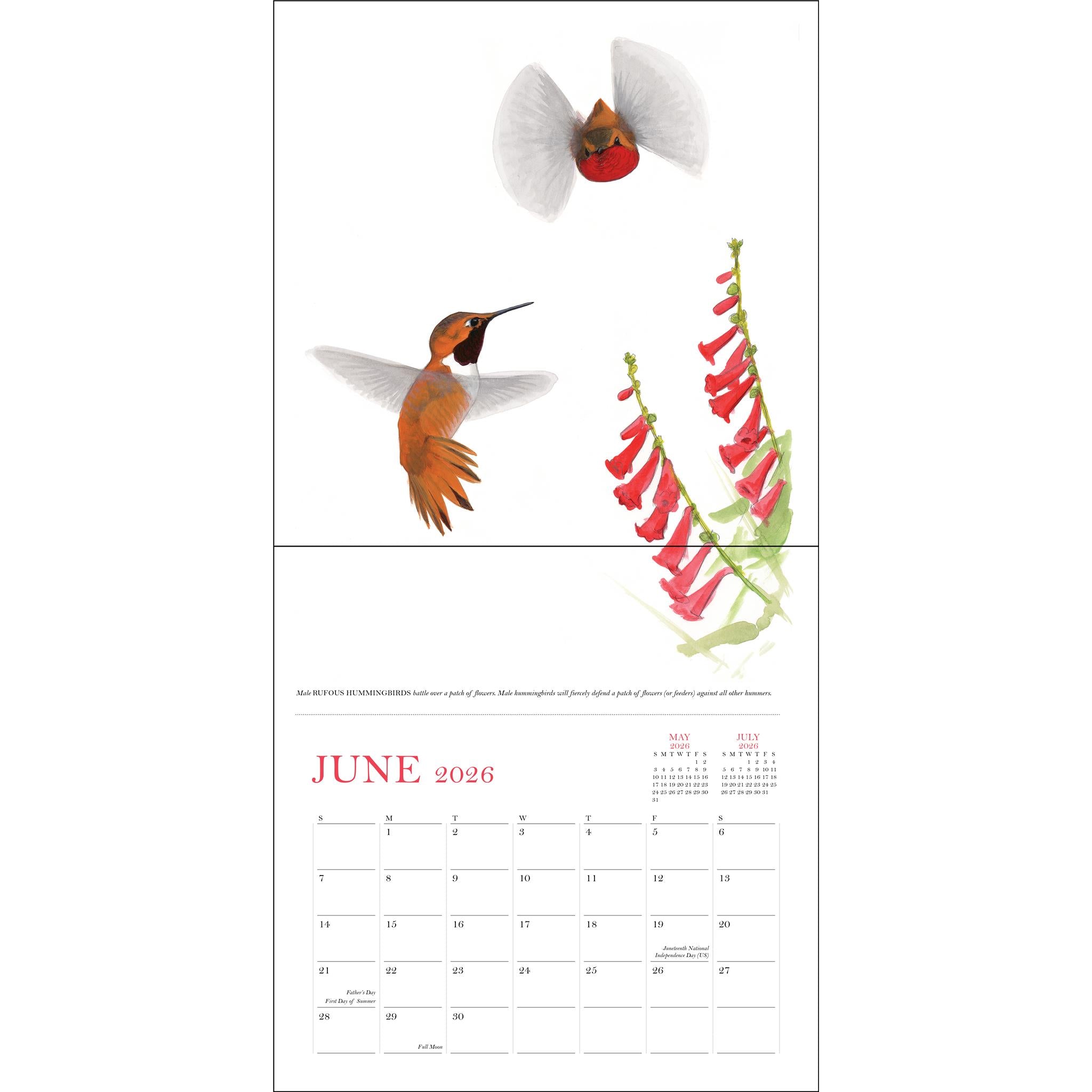 Sibley's Birds Of North America 2026 Wall Calendar - Online Exclusive