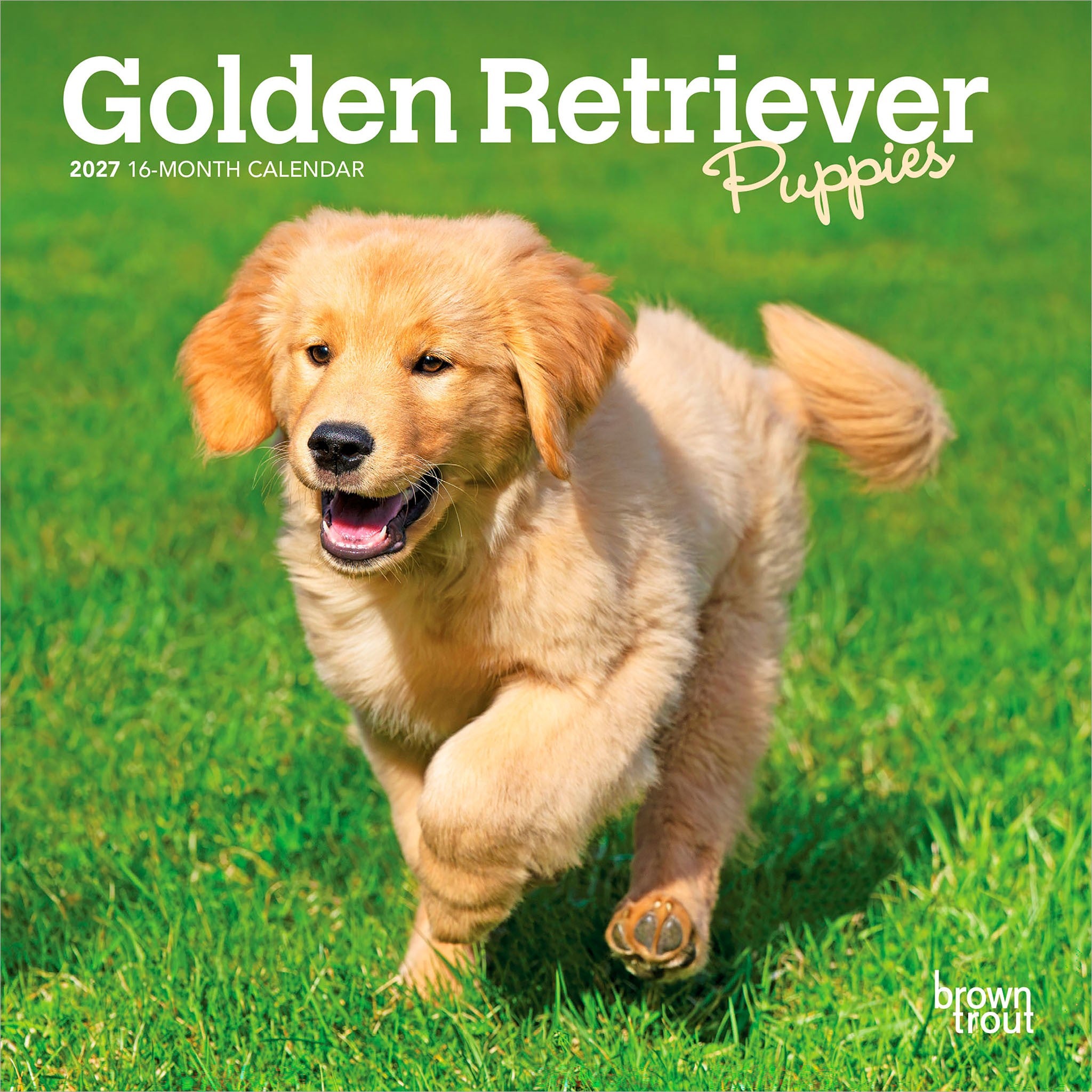 Golden Retriever Puppies 2027 Mini Calendar