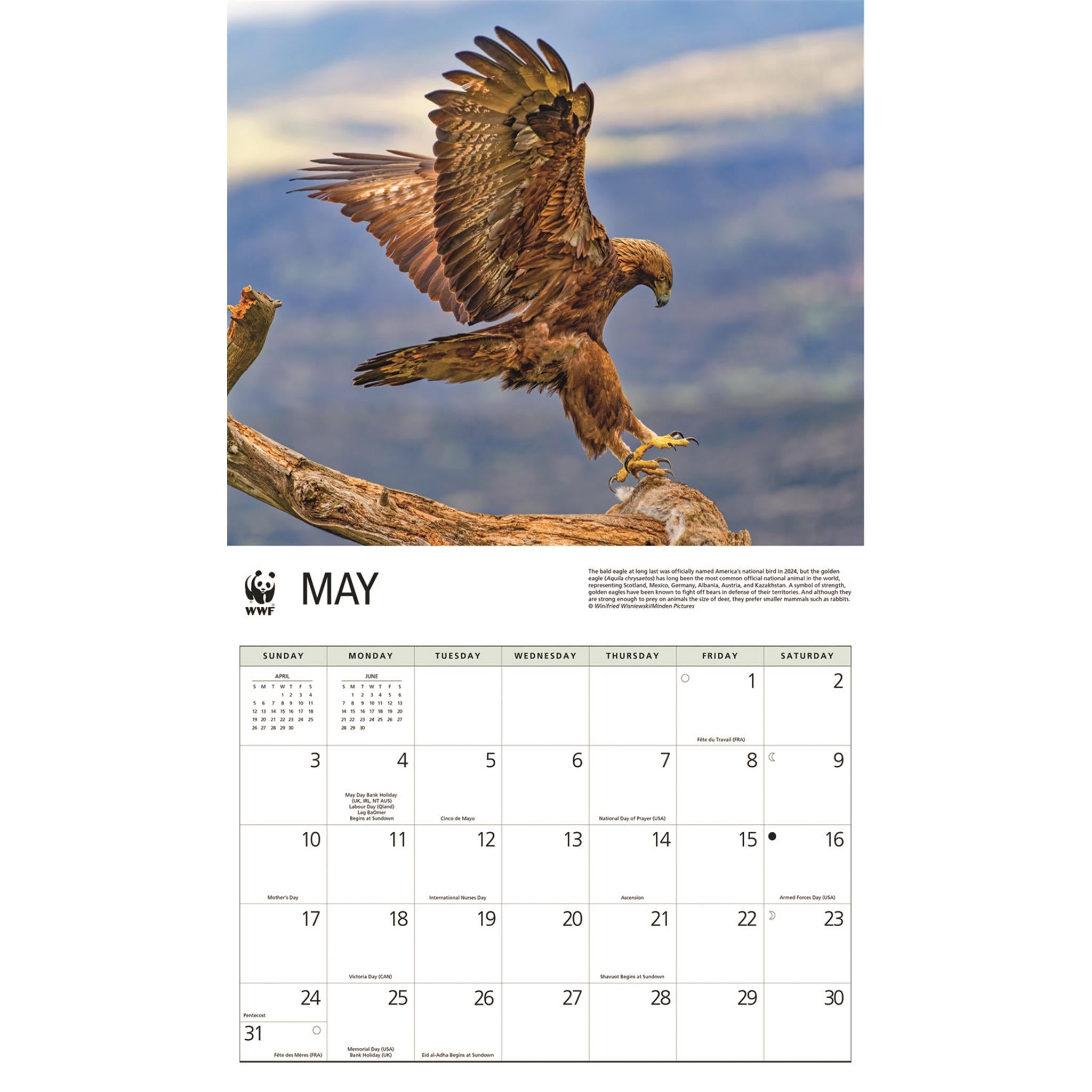 World Wildlife Fund Eagles 2026 Wall Calendar