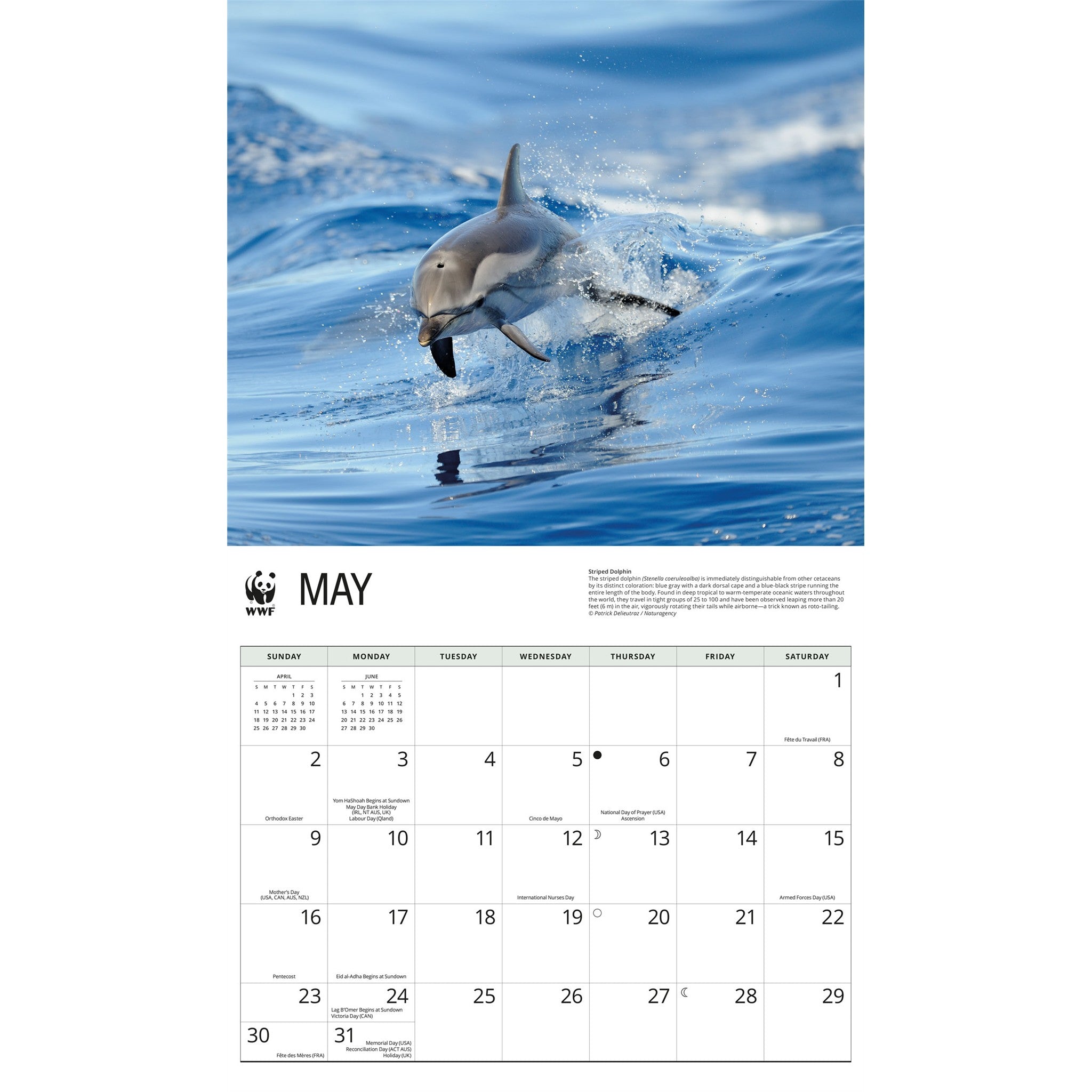 World Wildlife Fund Dolphins 2027 Wall Calendar