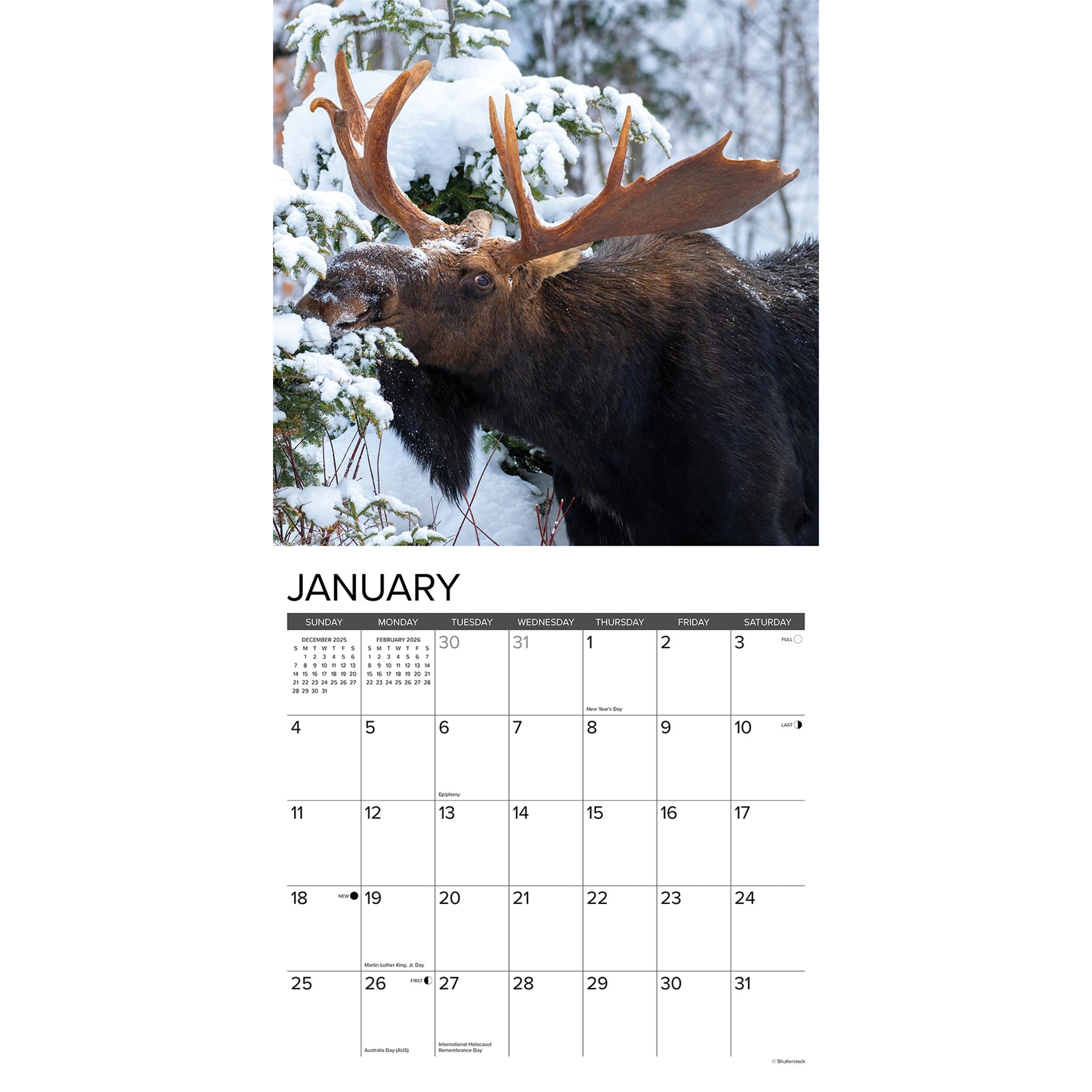 Moose 2026 Wall Calendar - Online Only