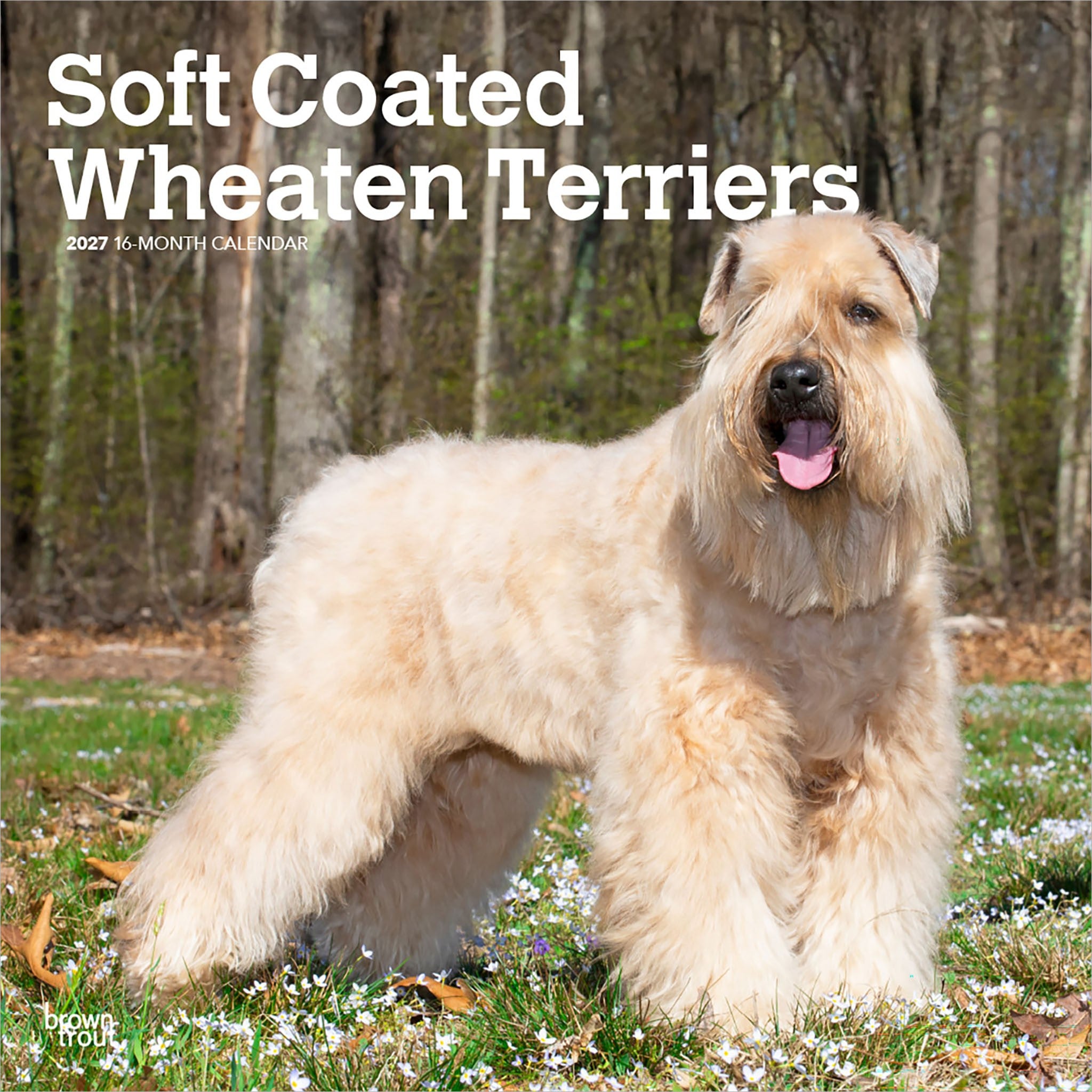 Soft Coated Wheaten Terriers 2027 Wall Calendar