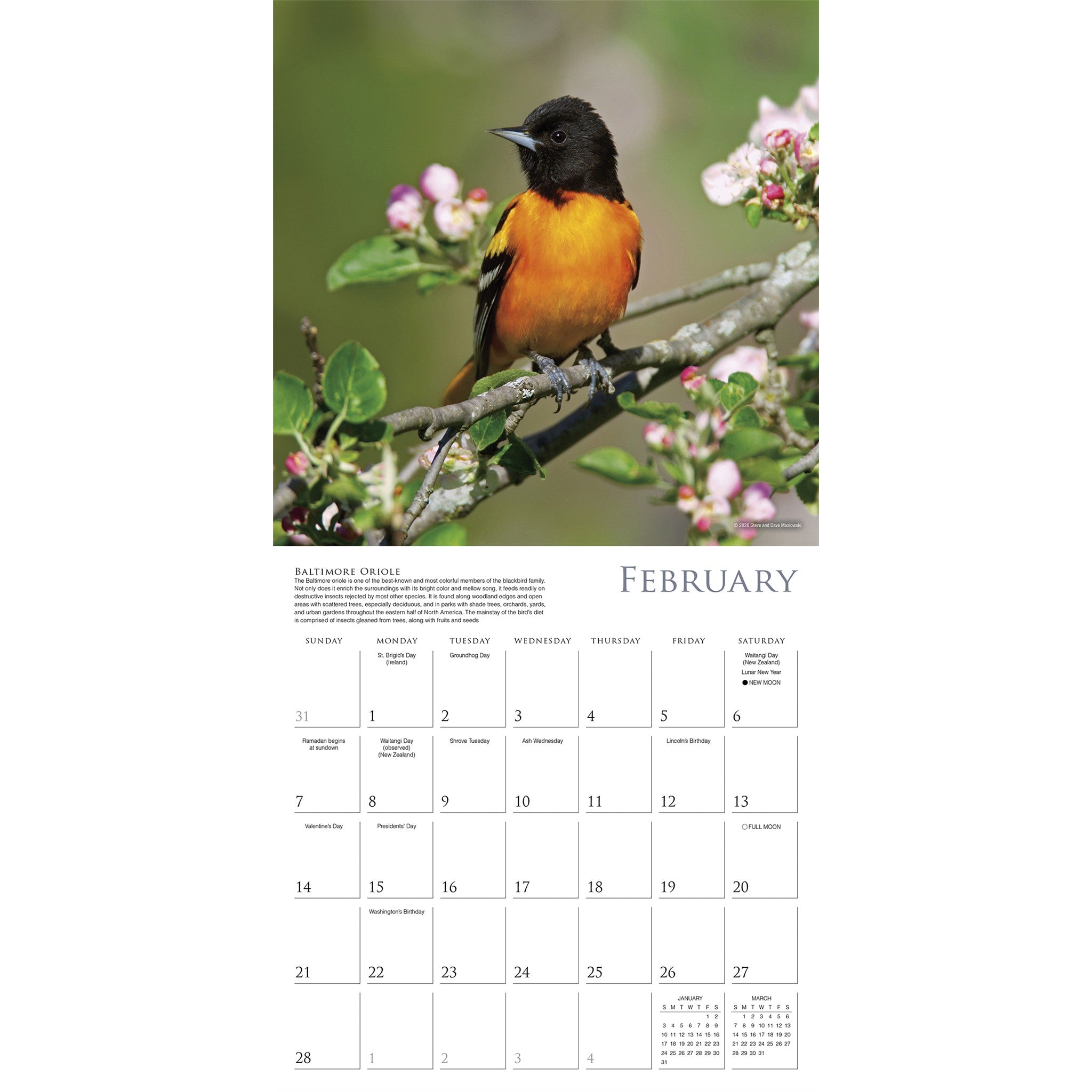 Songbirds of North America 2027 Wall Calendar
