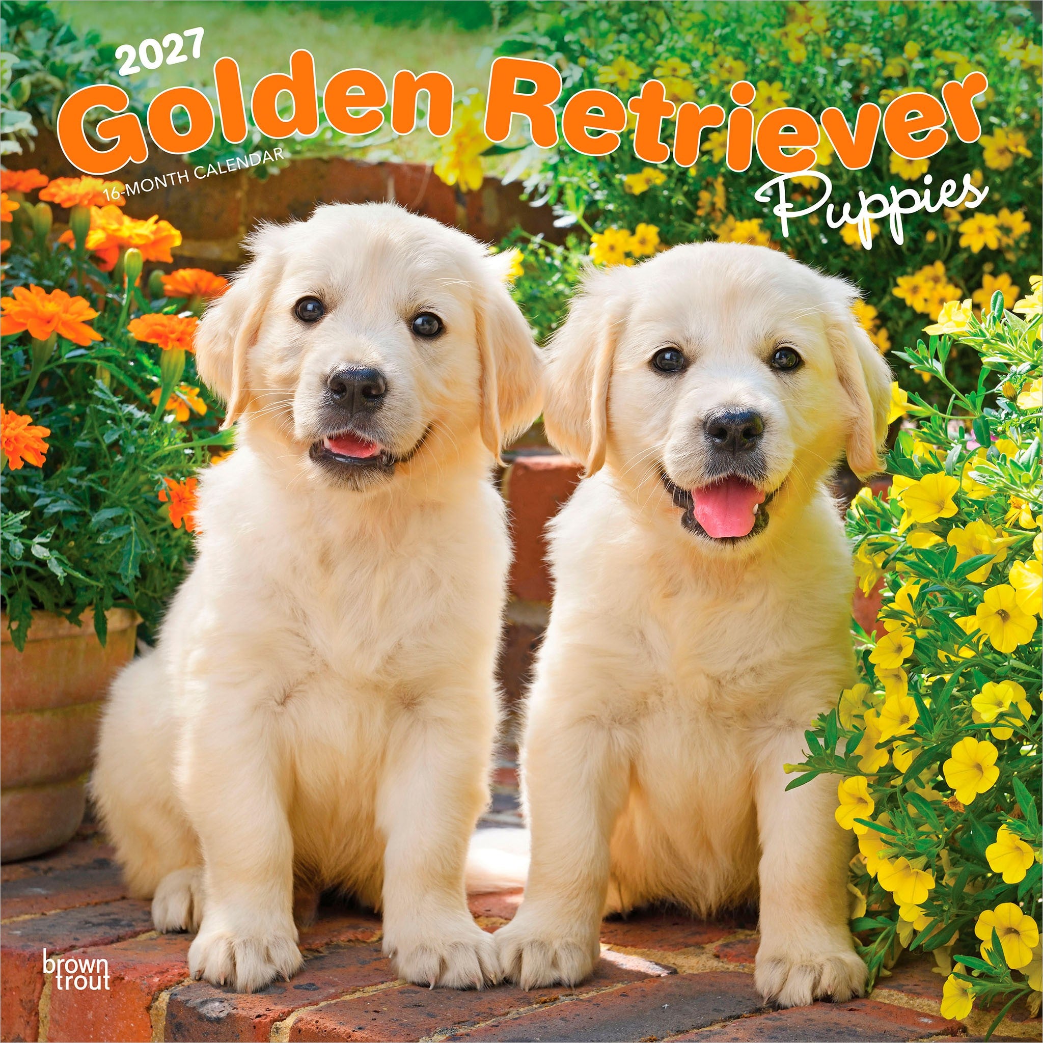 Golden Retriever Puppies 2027 Wall Calendar