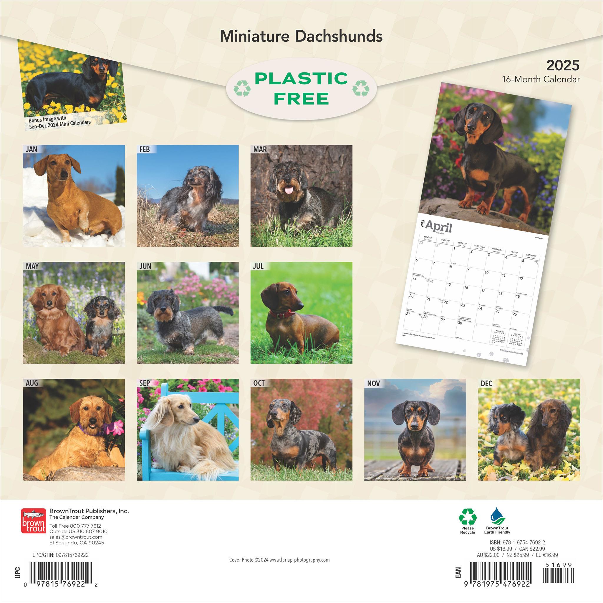 Dachshunds Miniature Wall 2025 Calendar