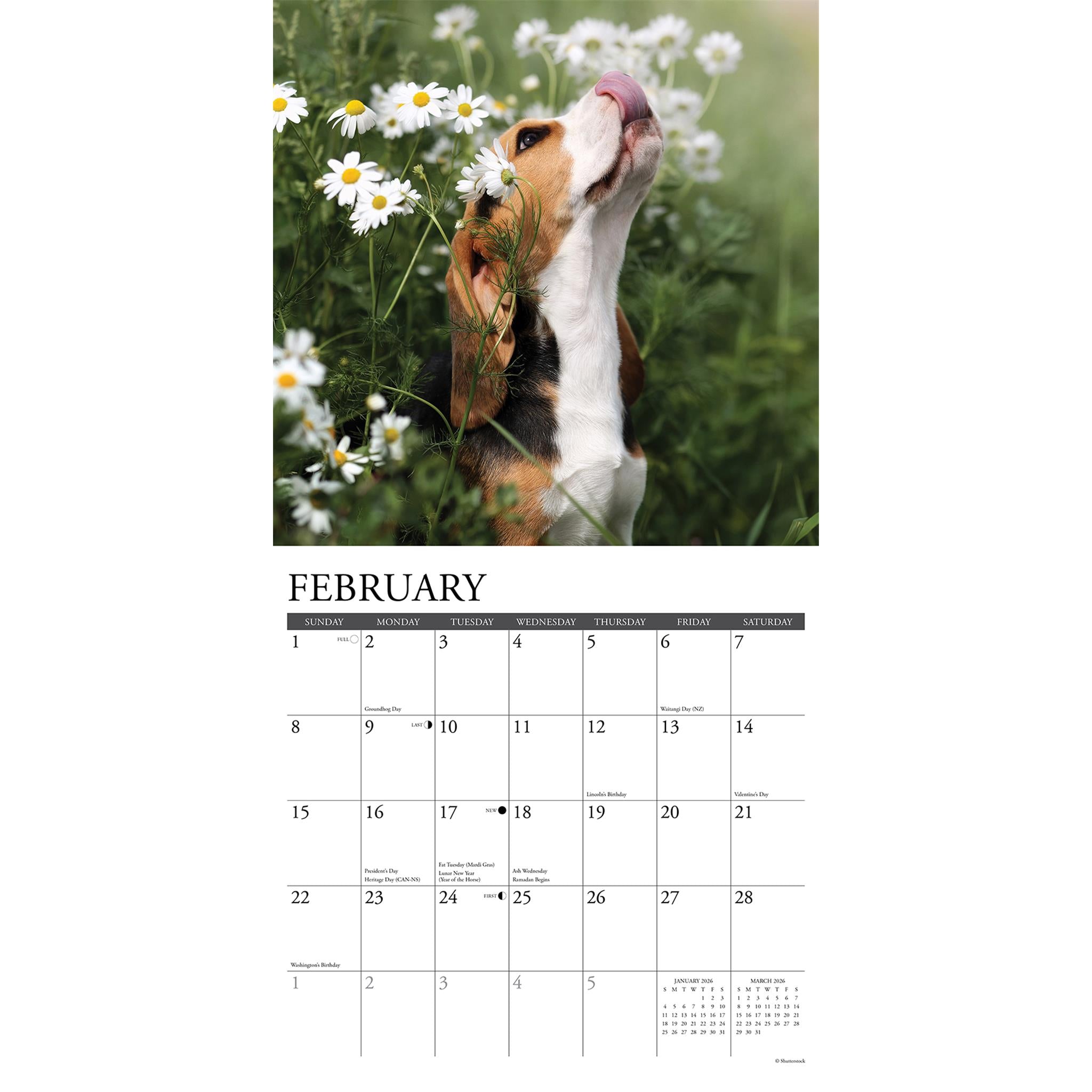 Just Beagle Puppies 2026 Wall Calendar