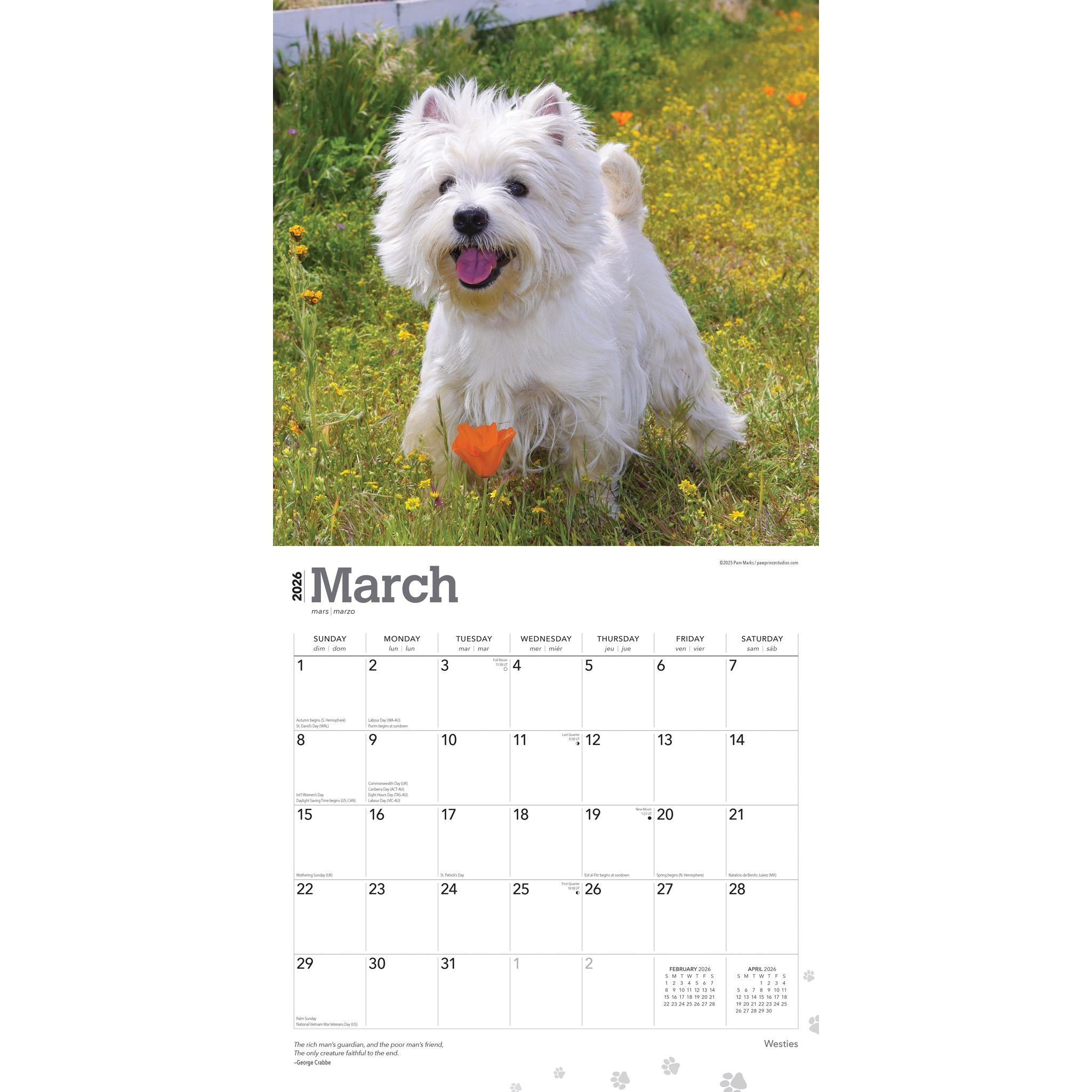 West Highland White Terriers 2026 Wall Calendar