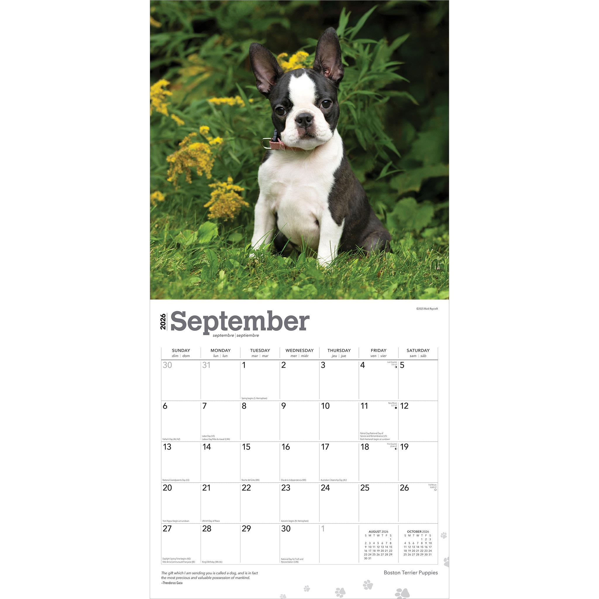 Boston Terrier Puppies 2026 Wall Calendar Online Only