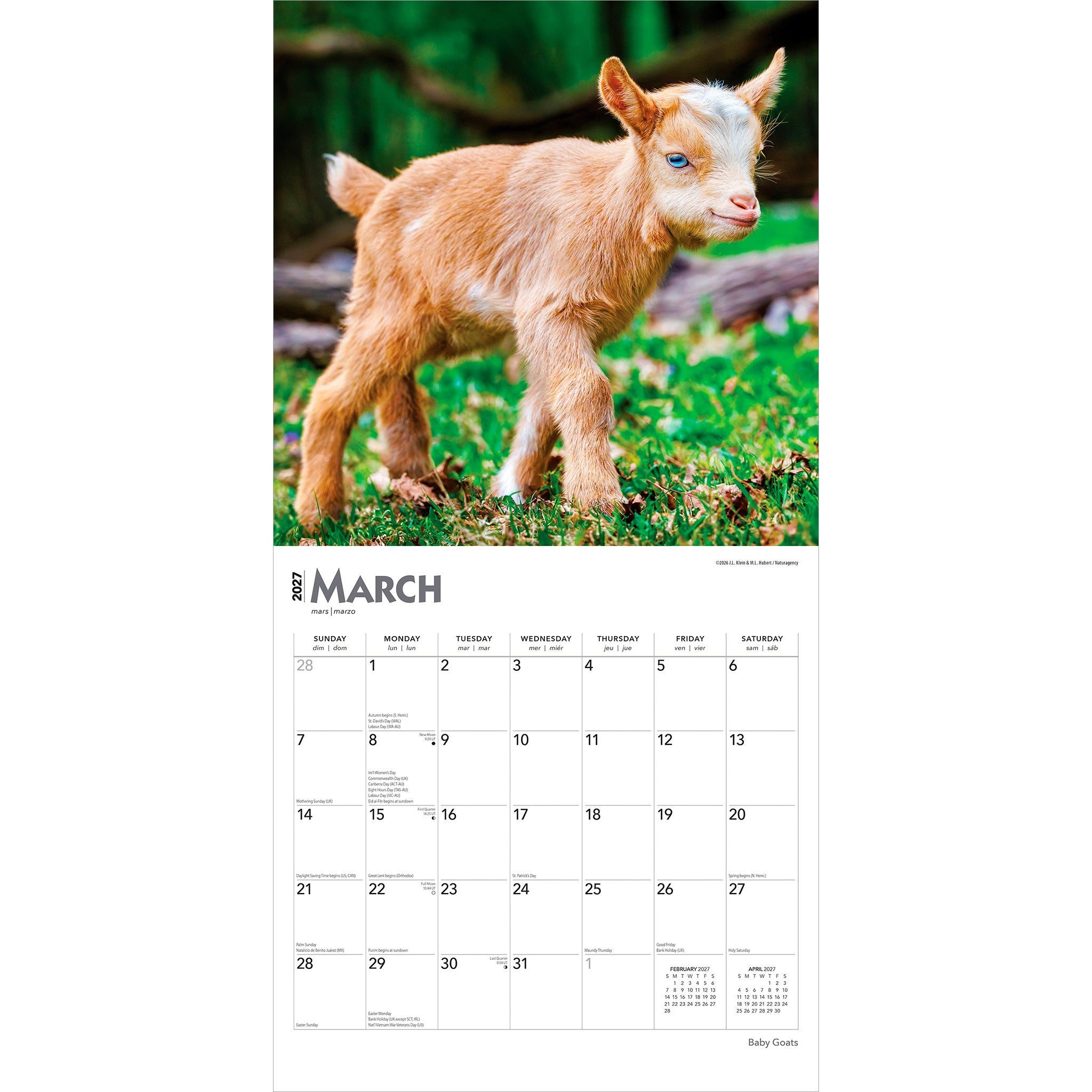Baby Goats 2027 Wall Calendar