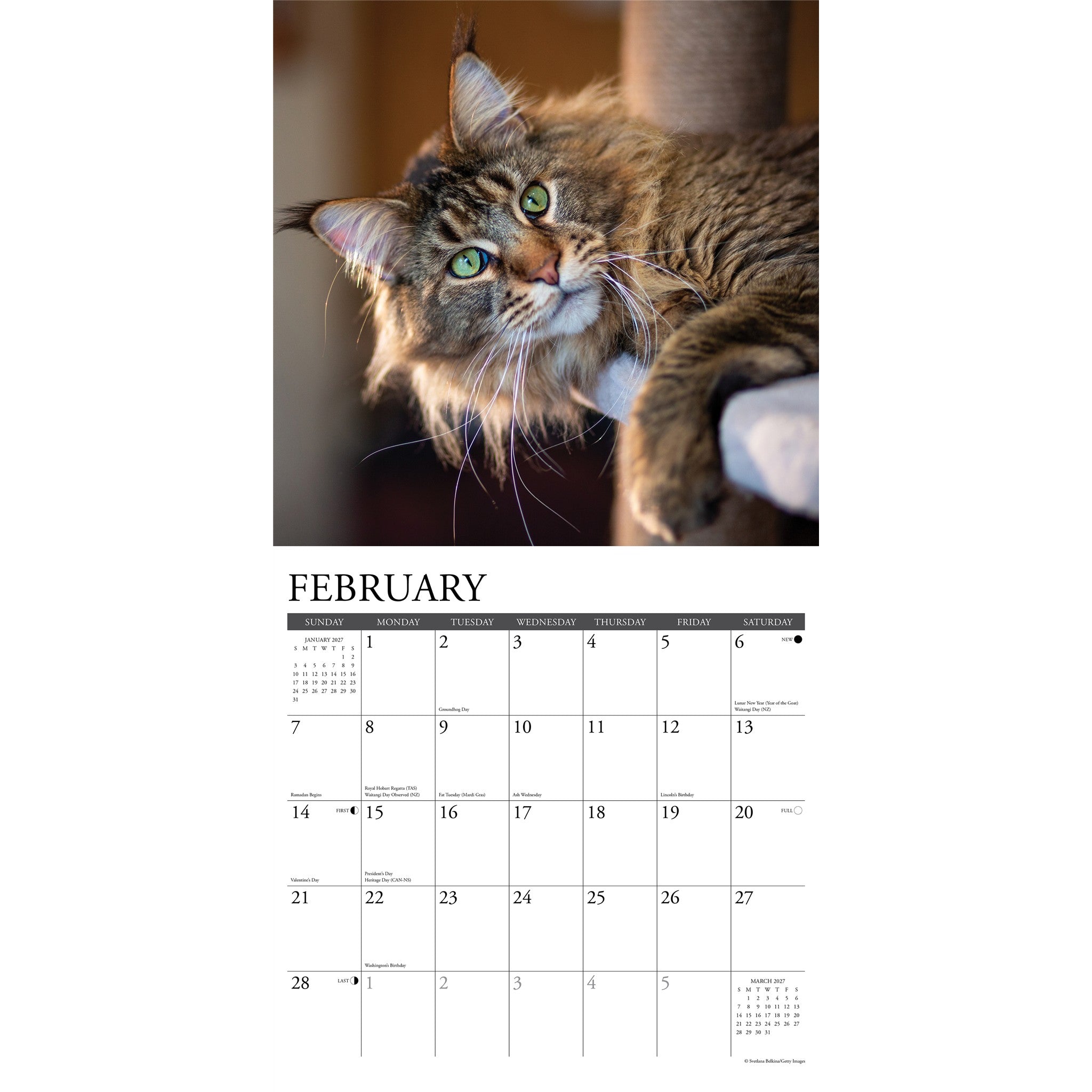 Maine Coon Cats 2027 Wall Calendar