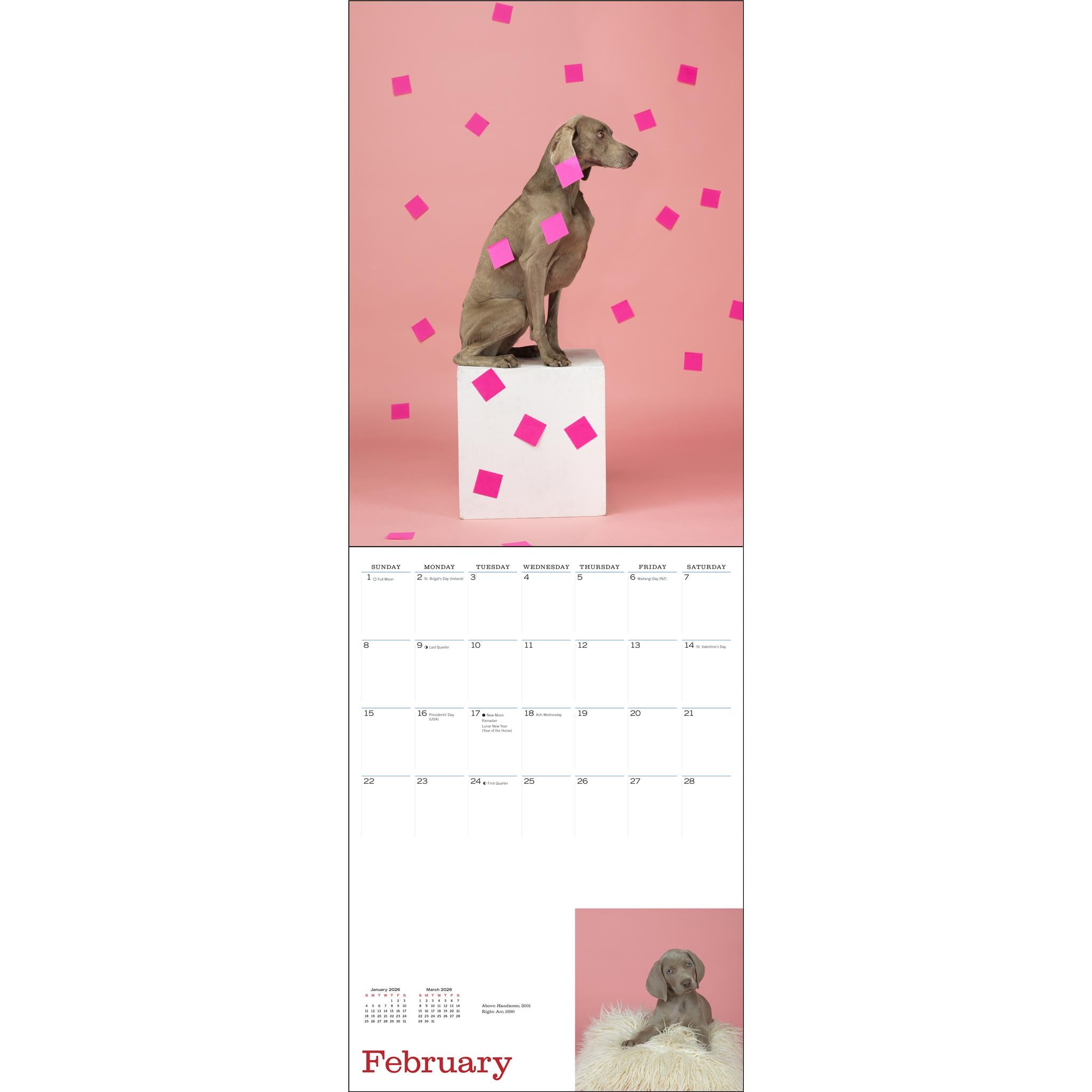 William Wegman Favorite Models Wall  2026 Calendar