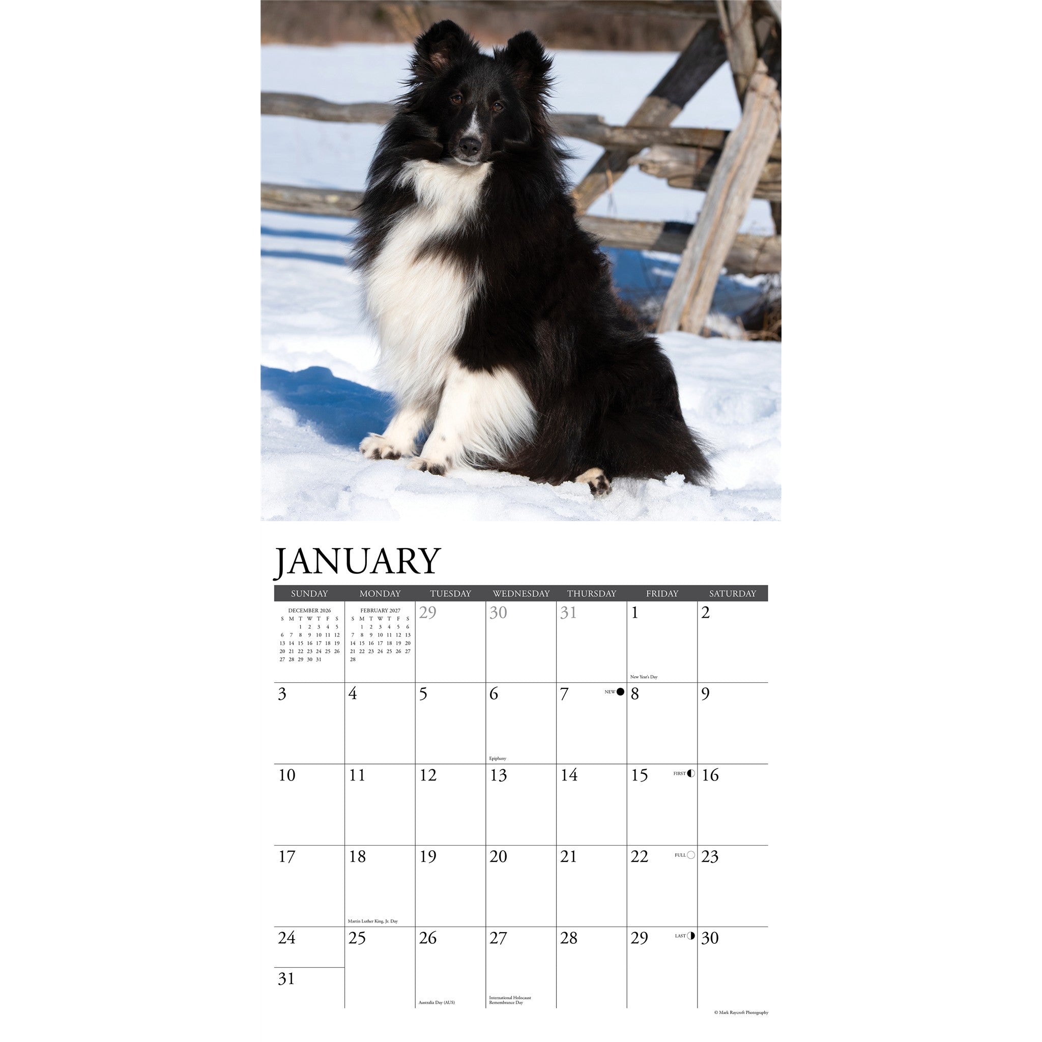 Shelties 2027 Wall Calendar