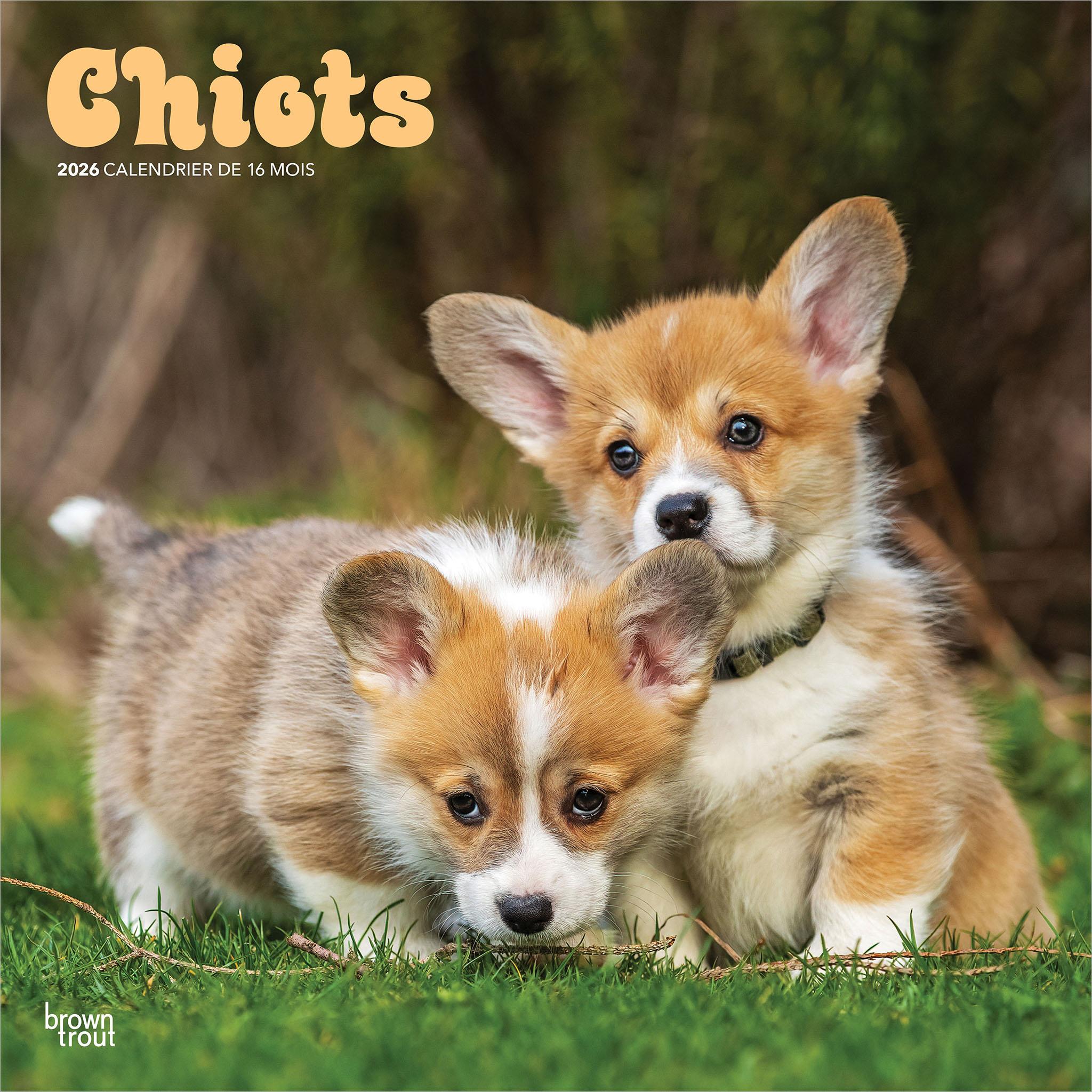 Chiots 2026 Calendrier de 12 Mois (French)