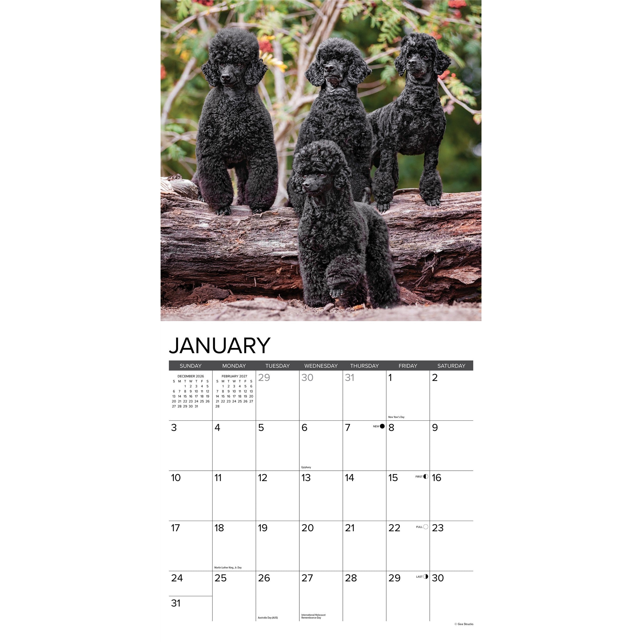 Toy & Miniature Poodles 2027 Wall Calendar - Online Only