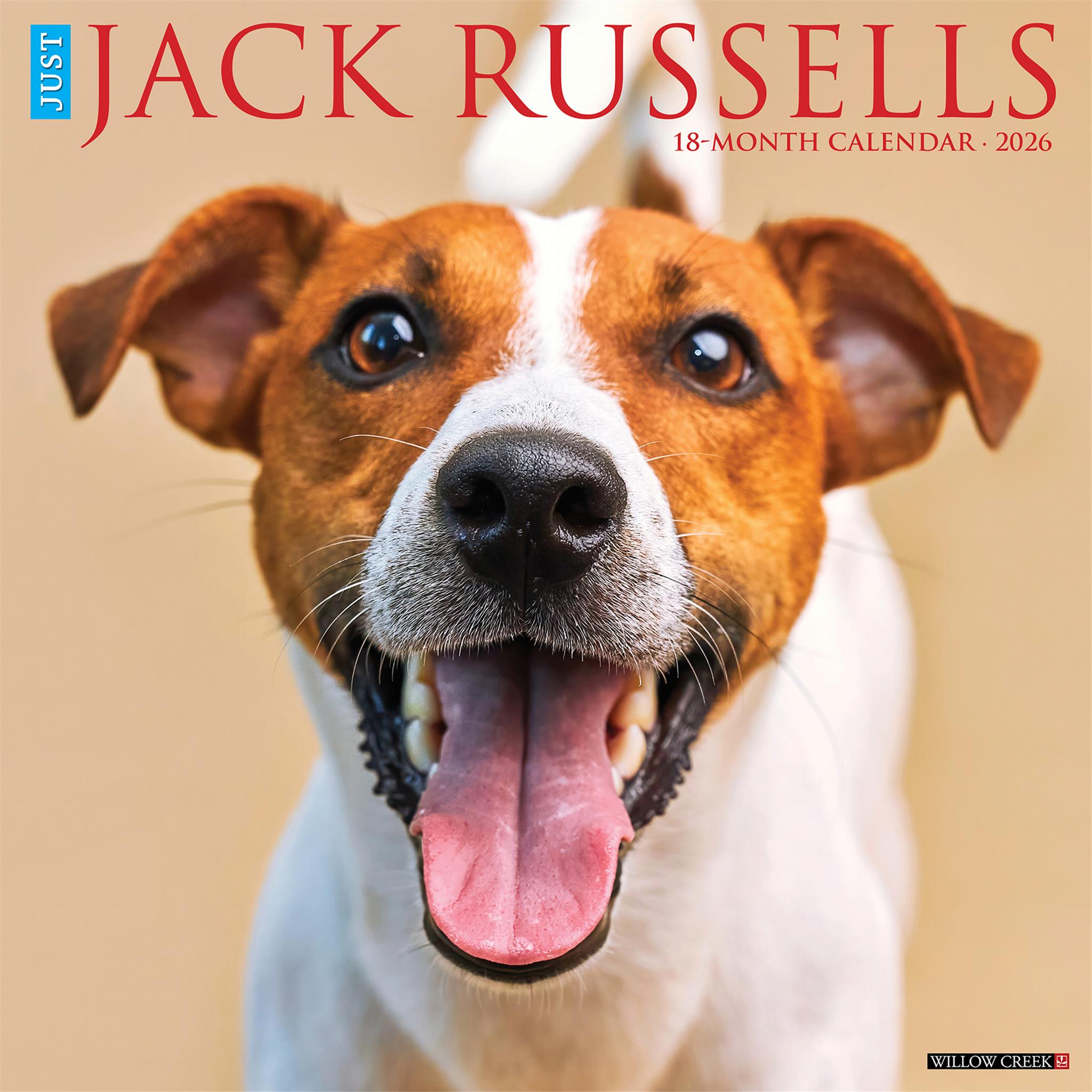 Just Jack Russells 2026 Wall Calendar 4A11E203 C5A4 46A7 9847 