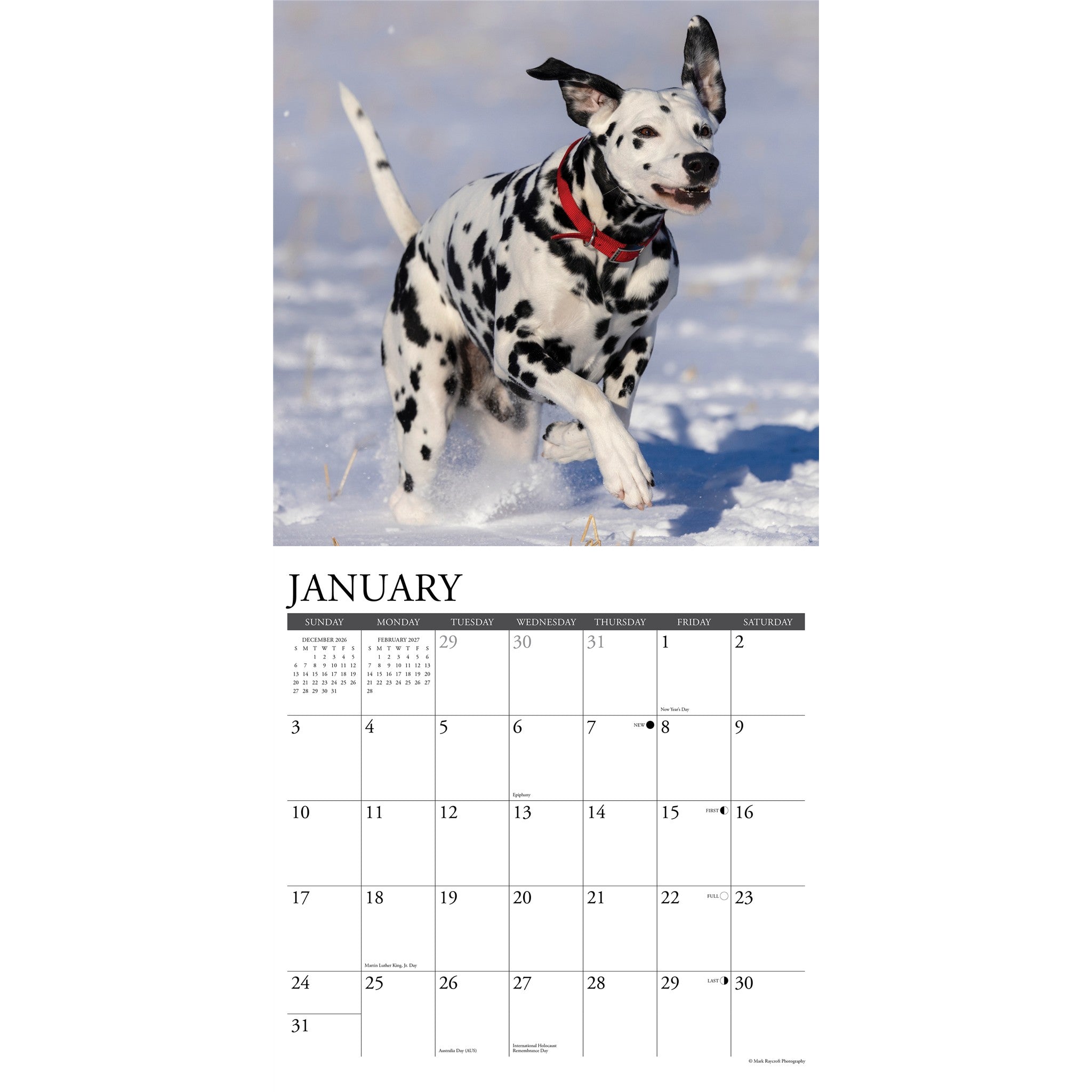 Dalmatians 2027 Wall Calendar