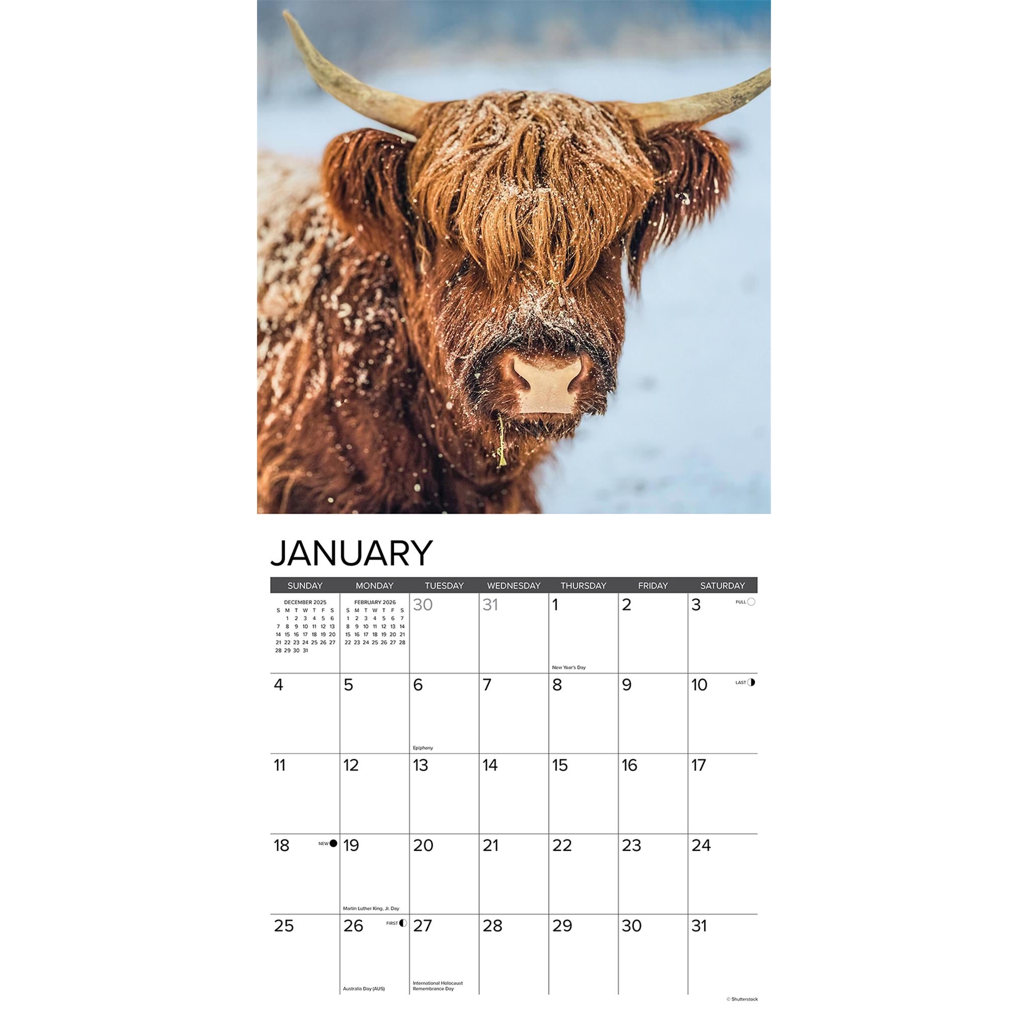 Highland Cows 2026 Wall Calendar - Online Only