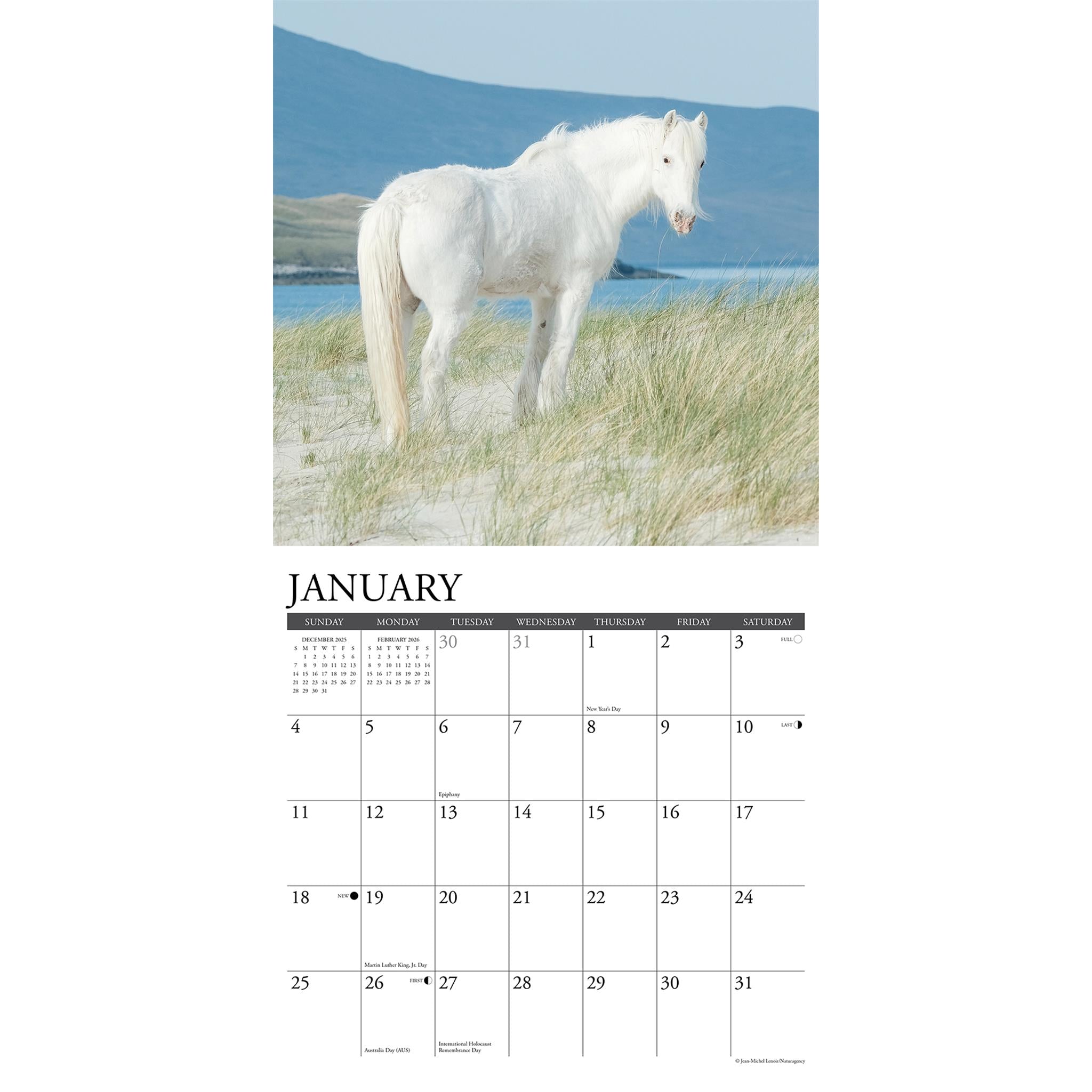Wild Horses 2026 Wall Calendar