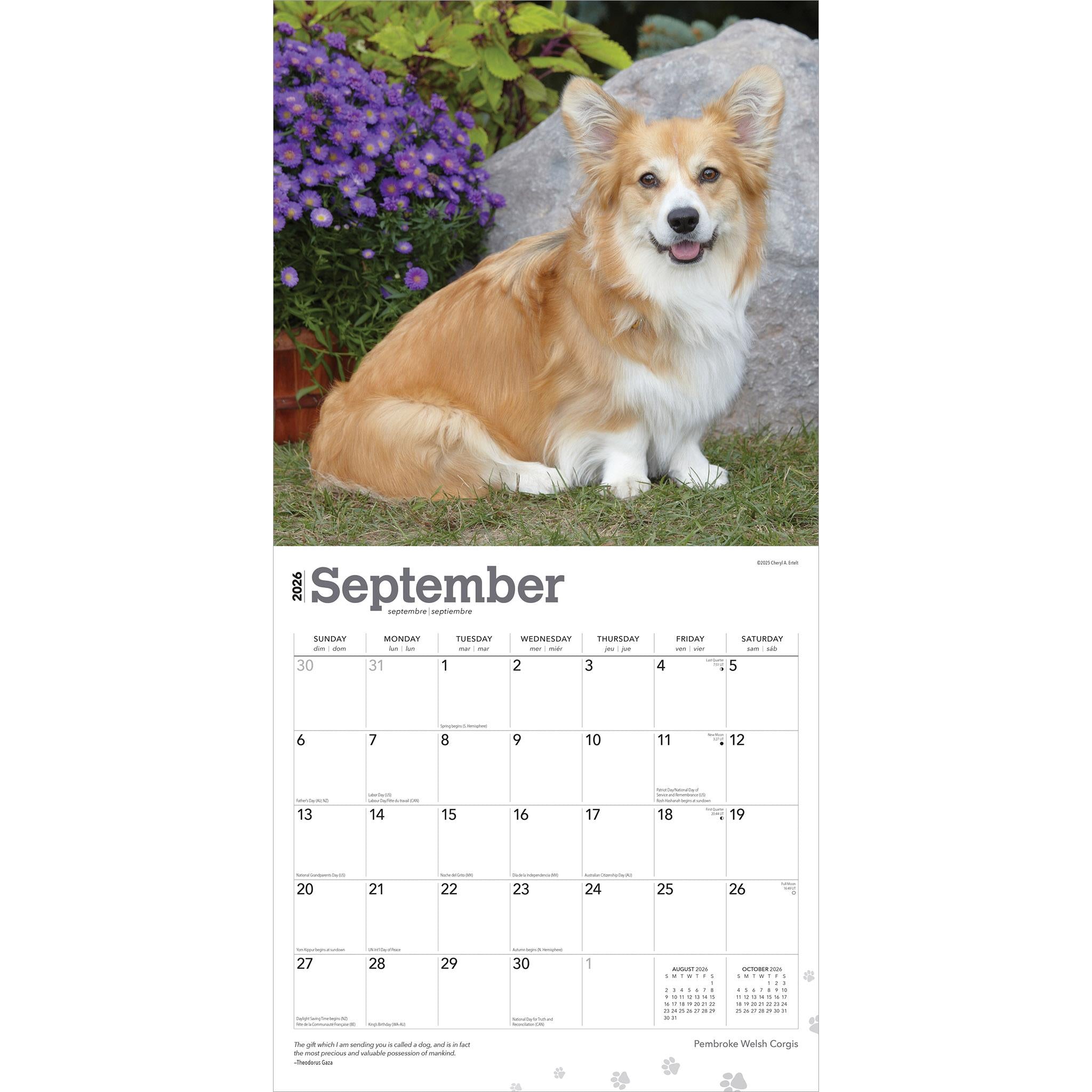 Welsh Corgis Pembroke 2026 Wall Calendar - Online Only
