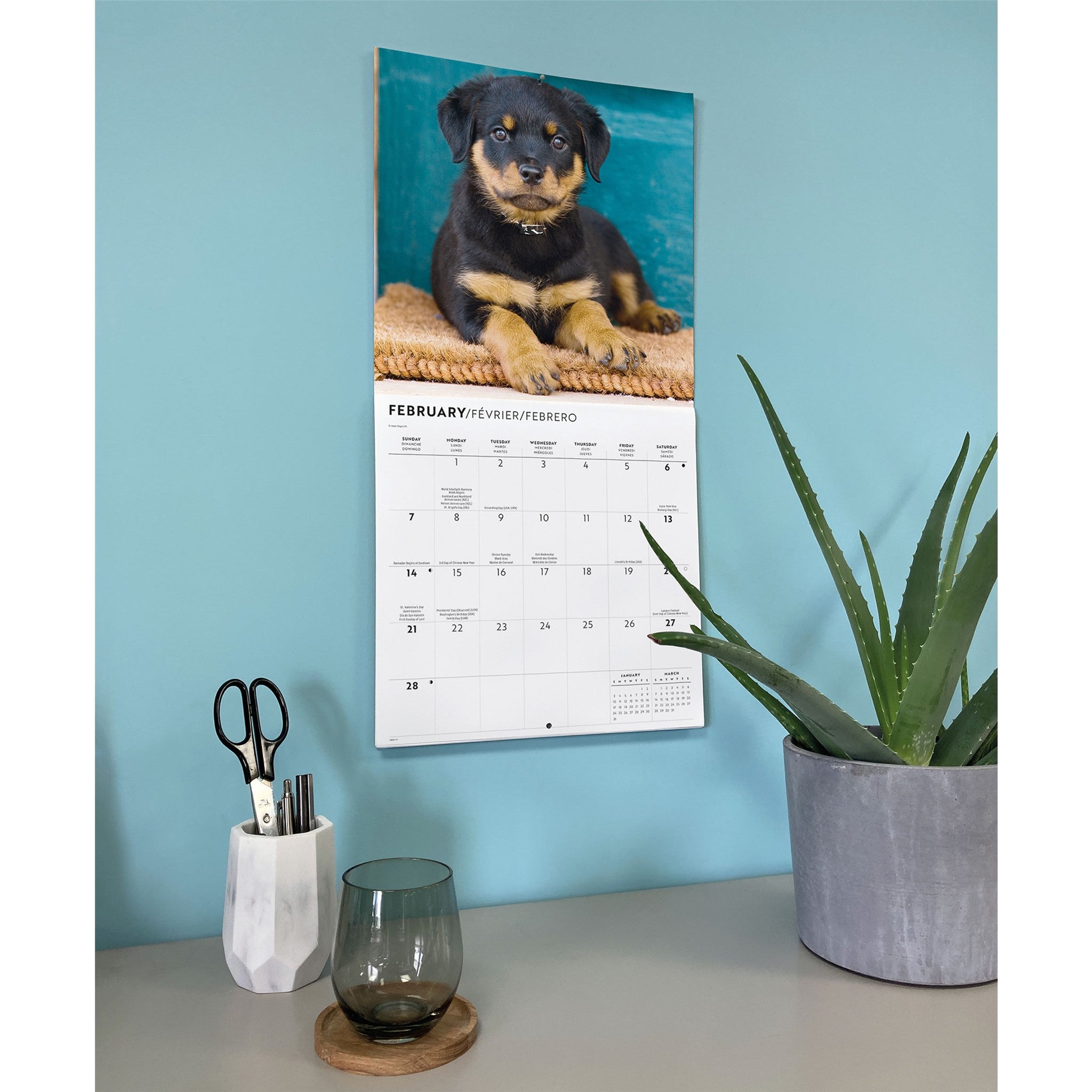 Rottweiler Puppies 2027 Wall Calendar
