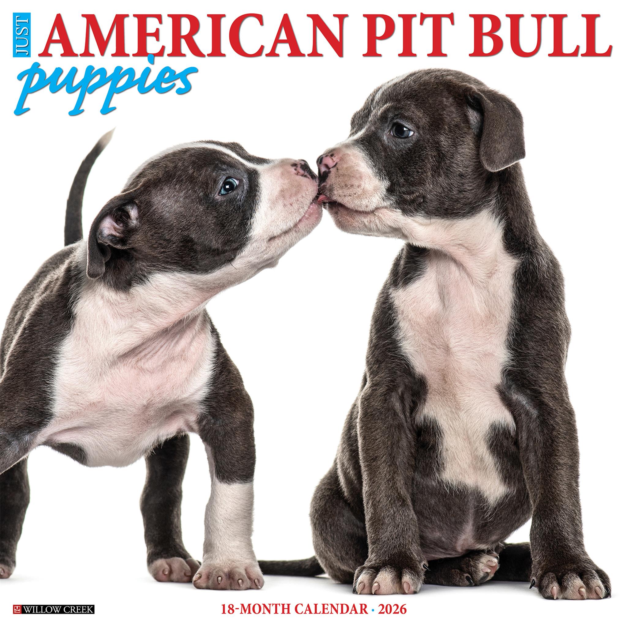 Just  American Pit Bull Terrier Puppies 2026 Wall Calendar - Online Only