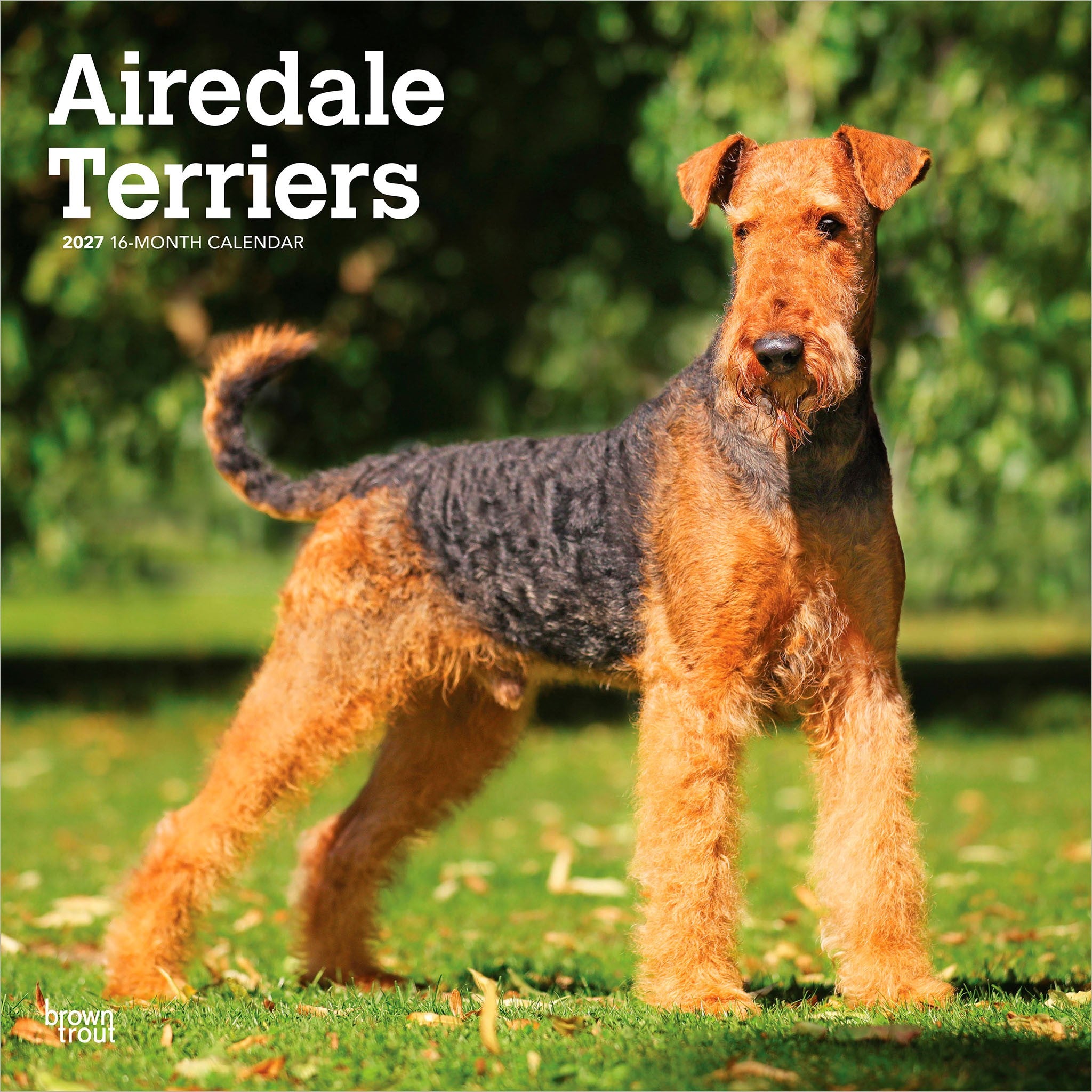 Airedale Terriers 2027 Wall Calendar