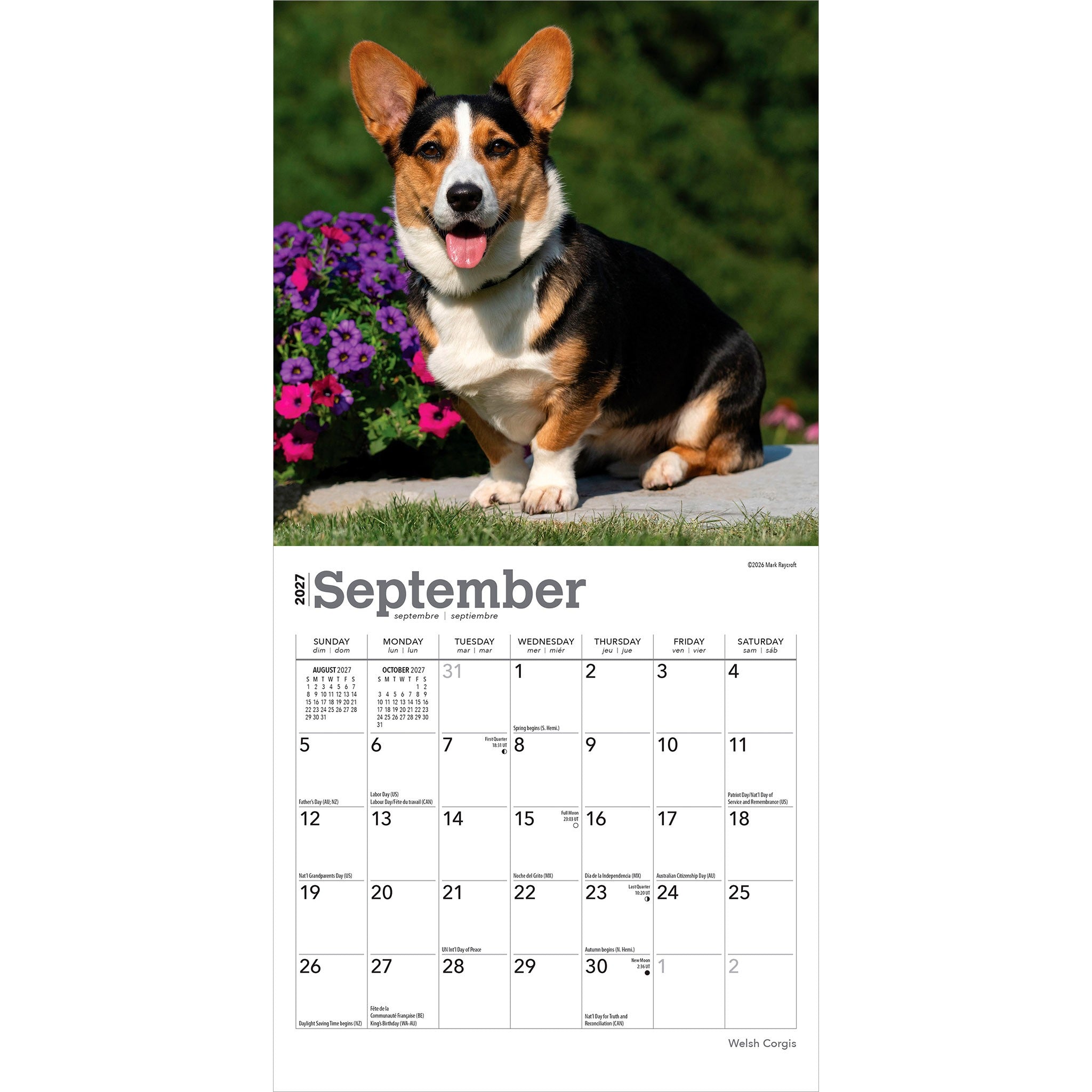 Welsh Corgis 2027 Mini Calendar