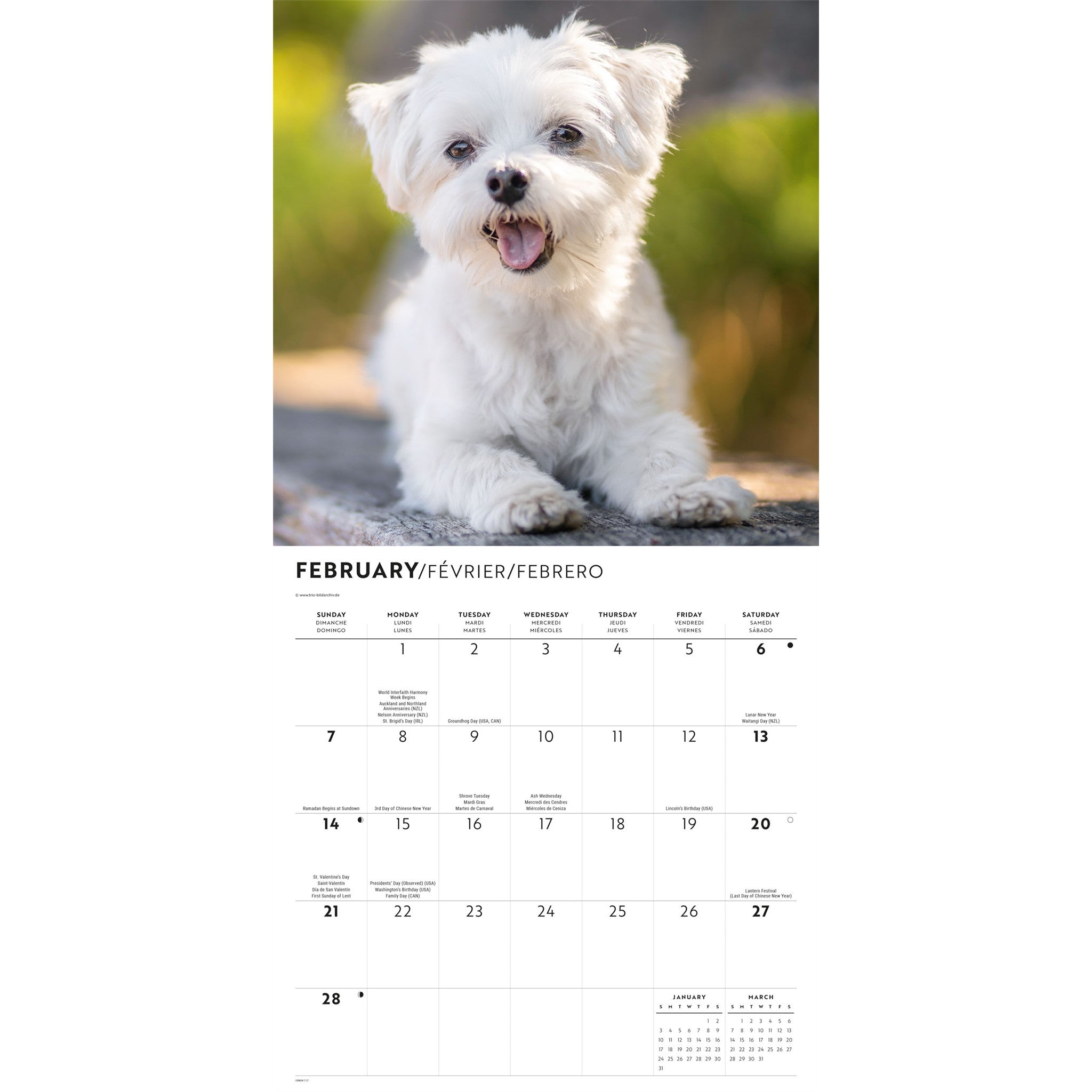 Maltese 2027 Wall Calendar