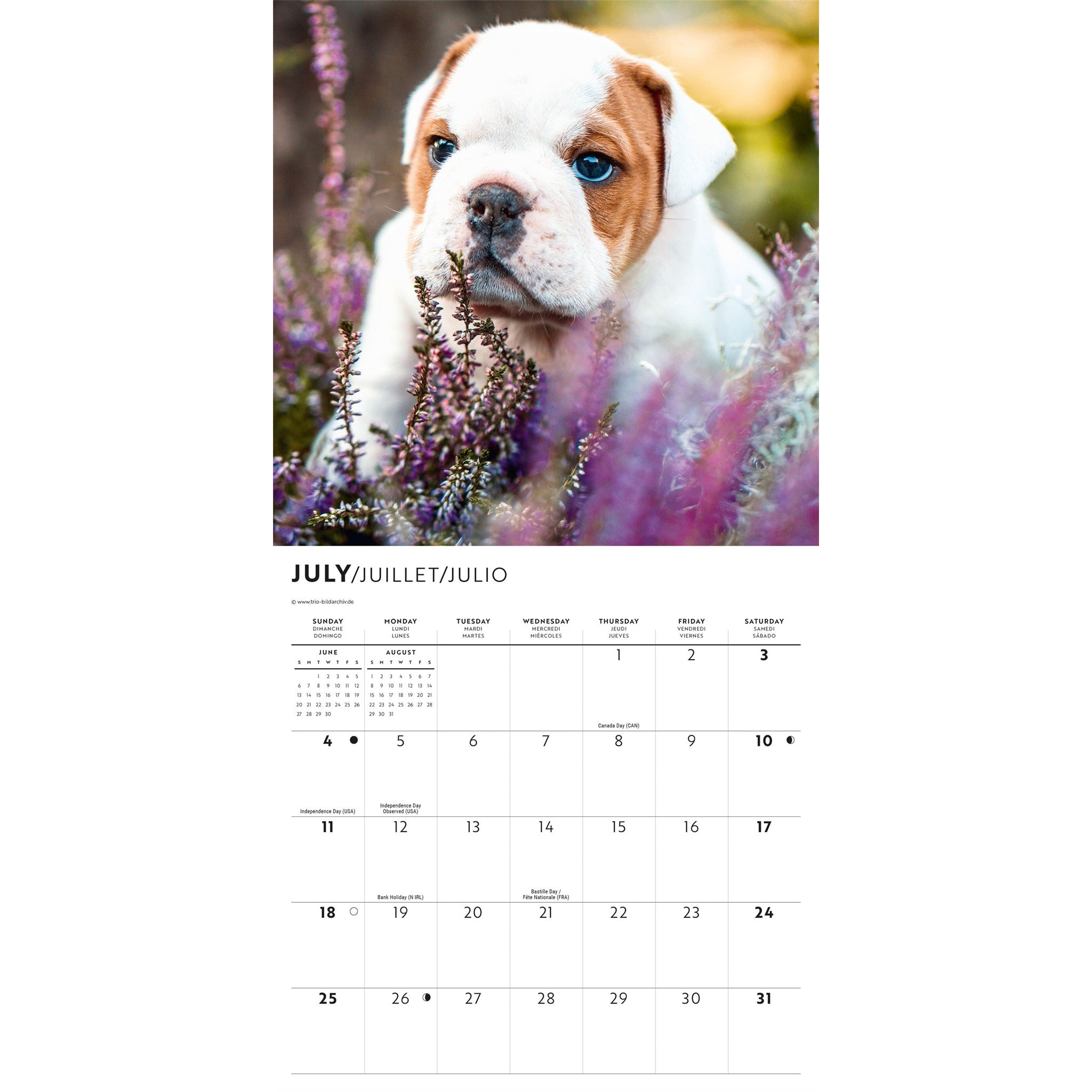 Bulldog Puppies 2027 Mini Calendar