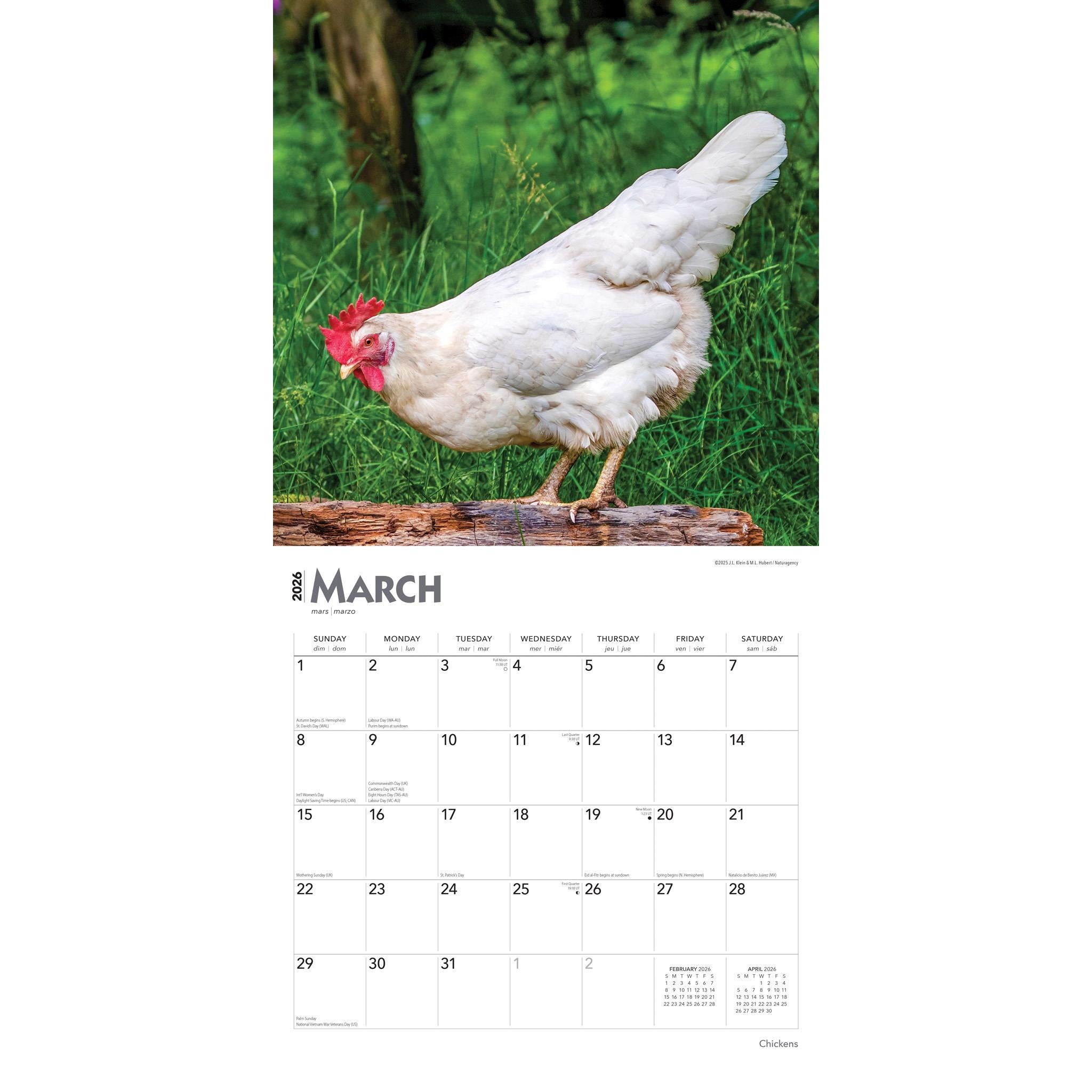Chickens 2026 Wall Calendar - Online Only