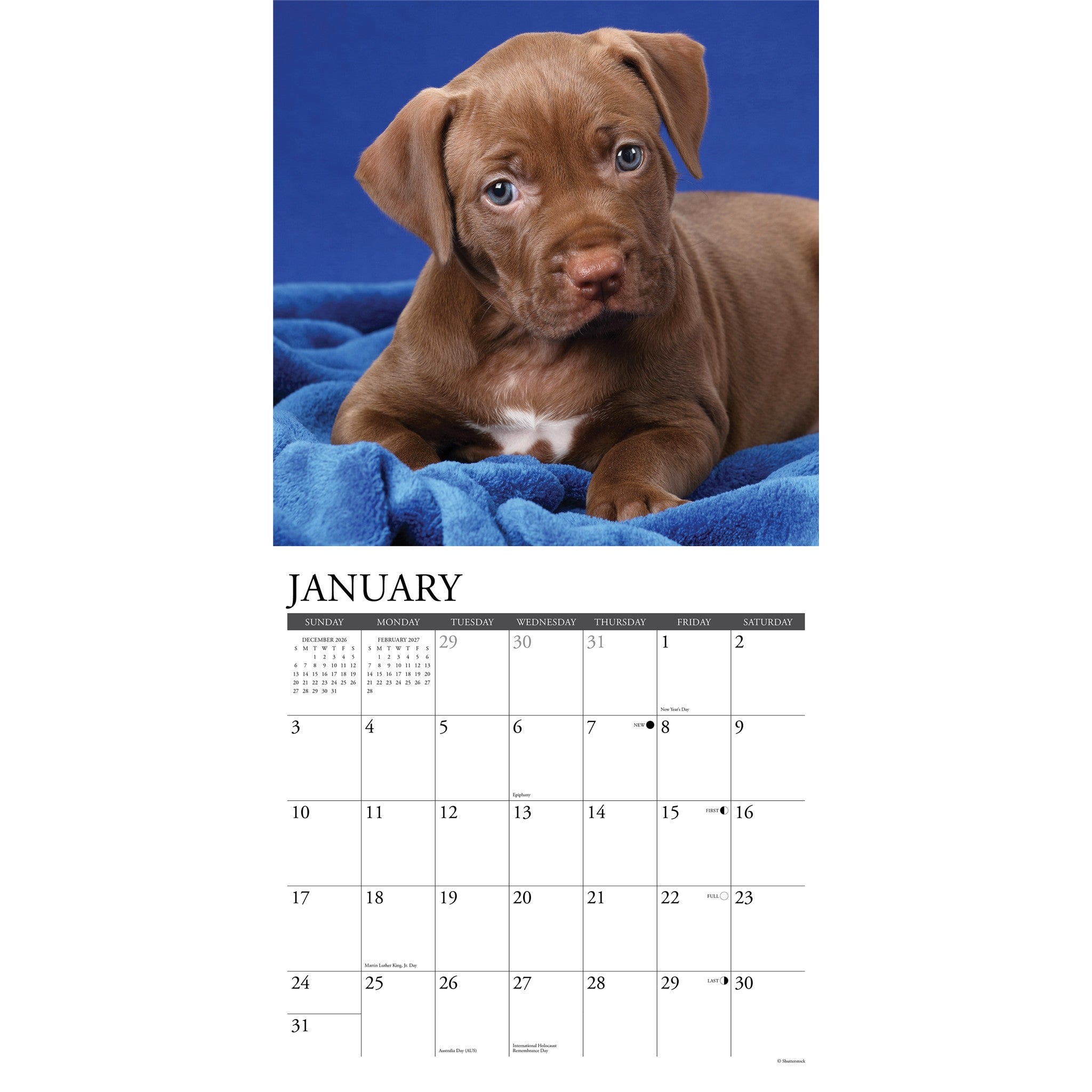 American Pit Bull Terrier Puppies 2027 Wall Calendar - Online Only