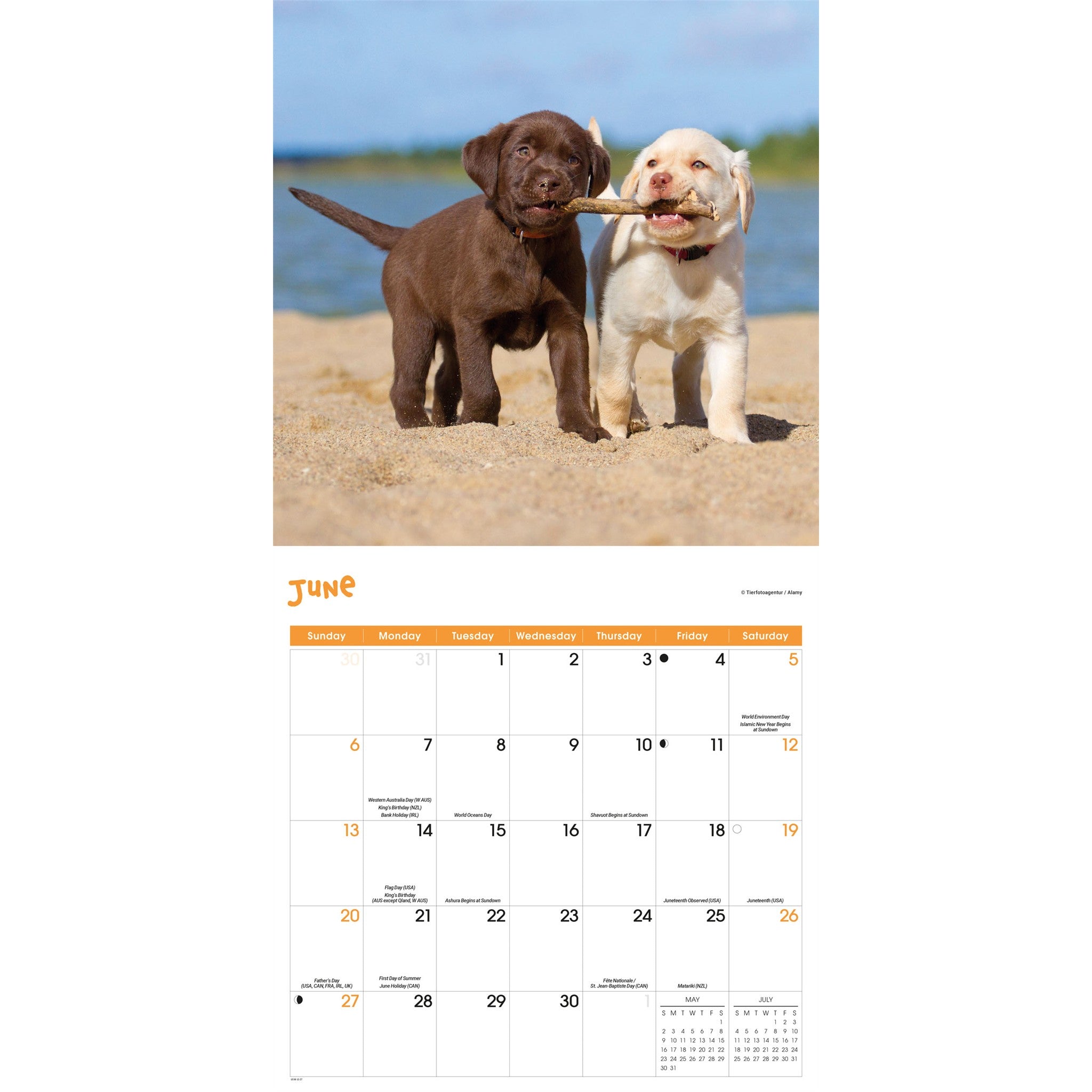 Playful Puppies 2027 Wall Calendar