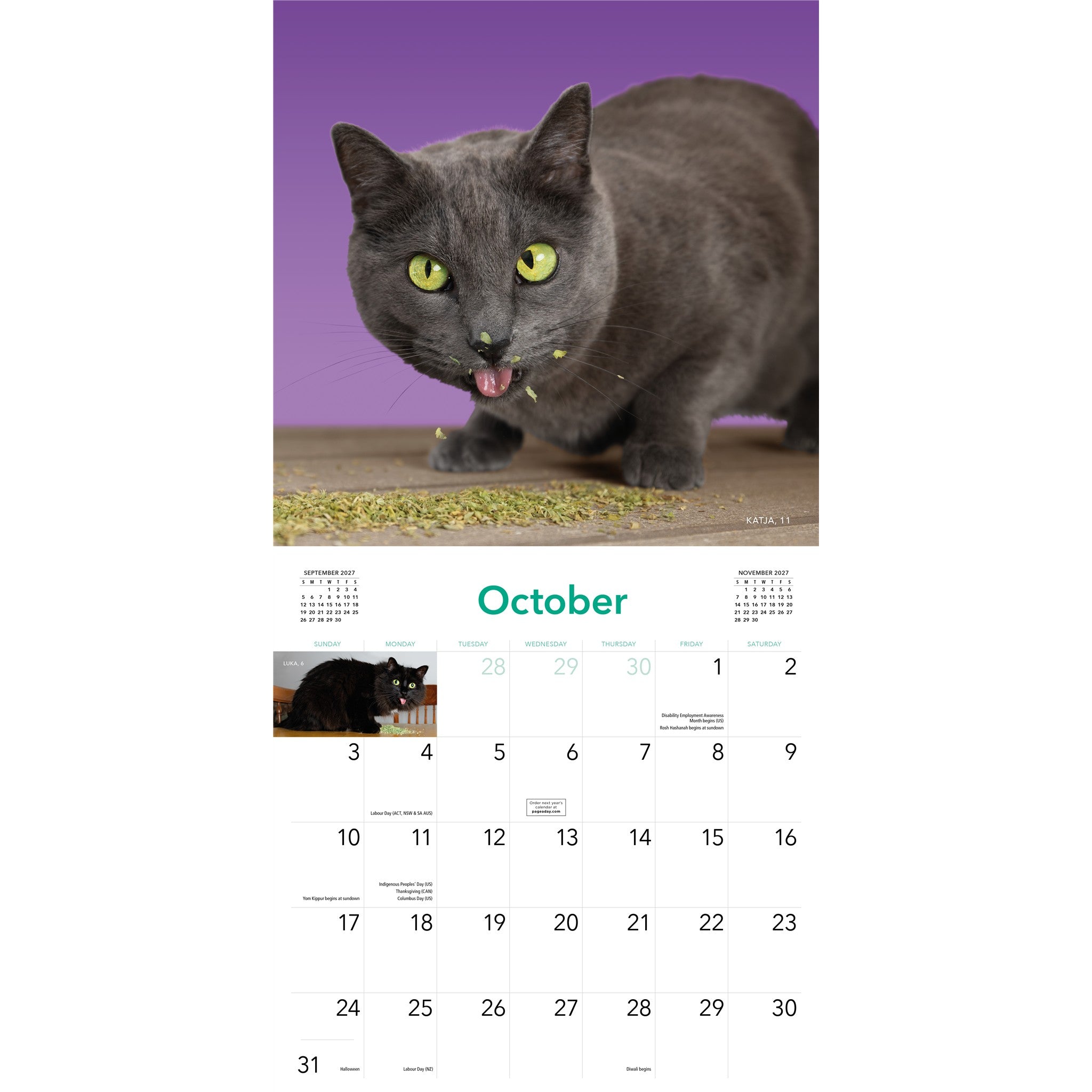 Cats on Catnip 2027 Wall Calendar
