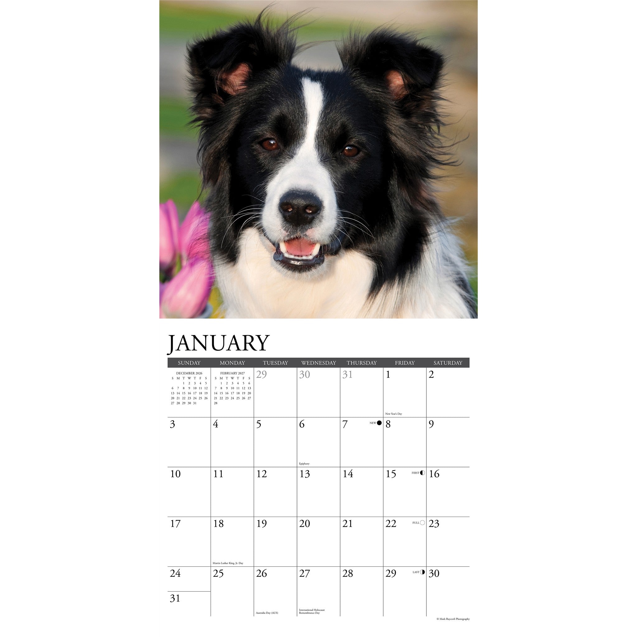 Border Collies 2027 Wall Calendar