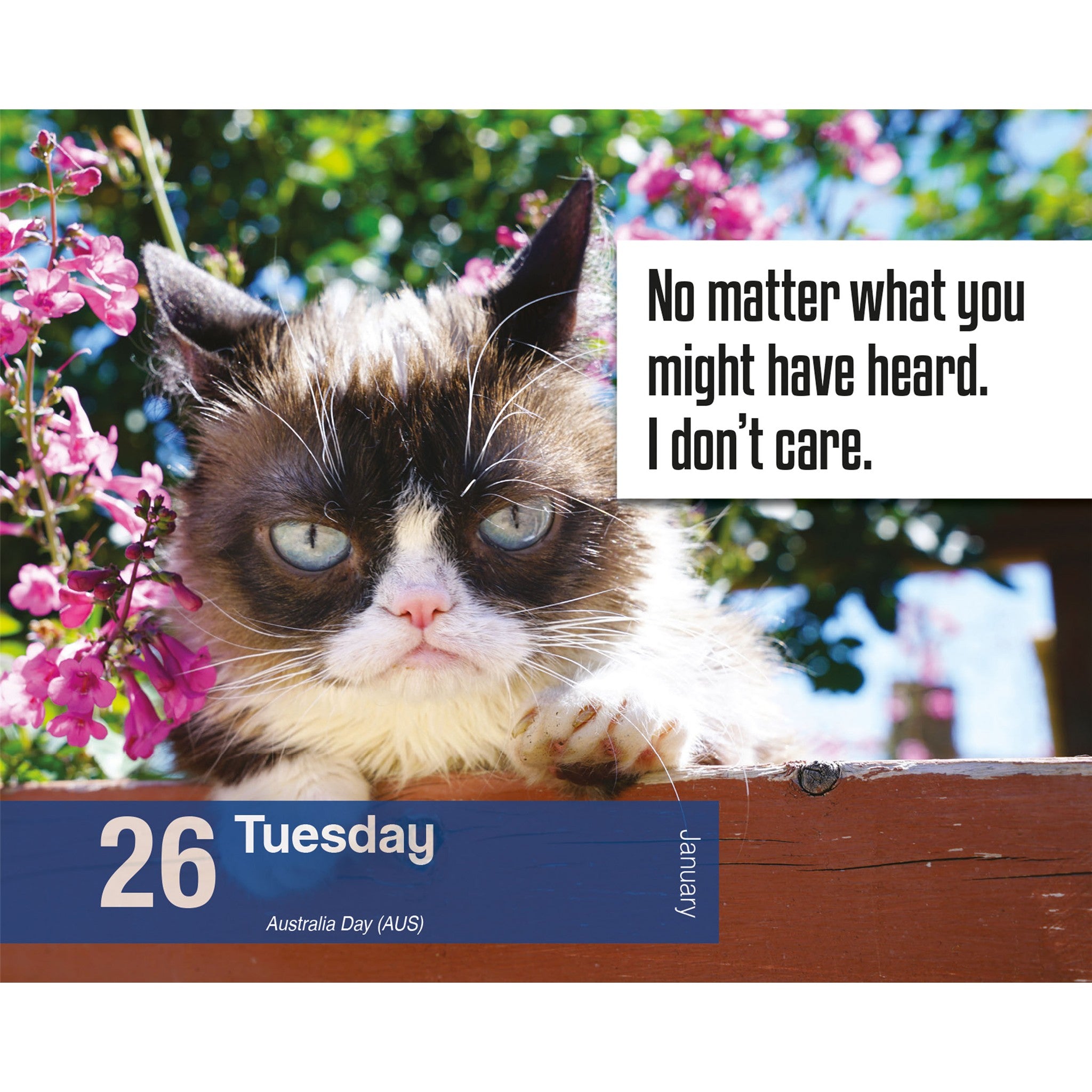Grumpy Cat 2027 Box Calendar