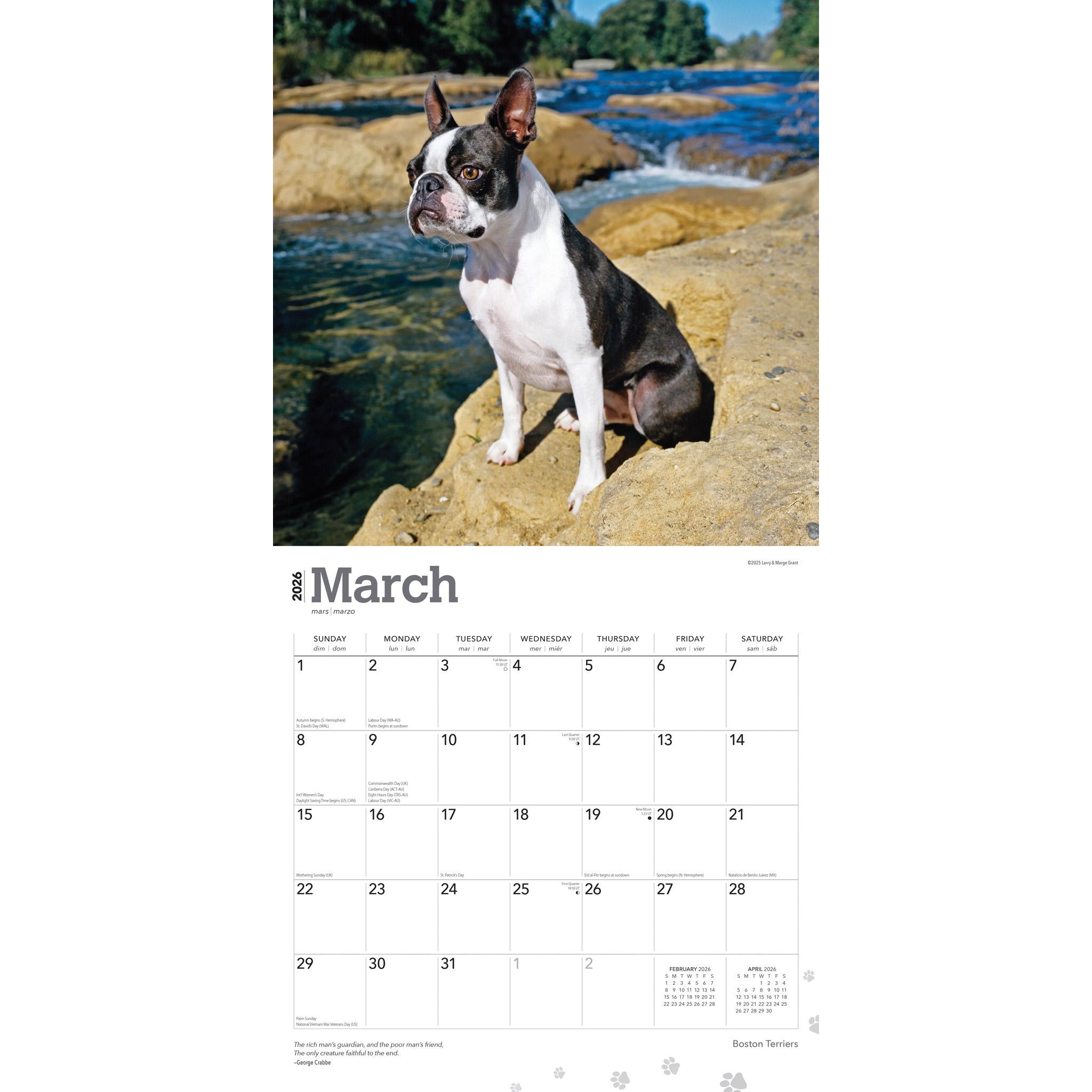 Boston Terriers 2026 Wall Calendar