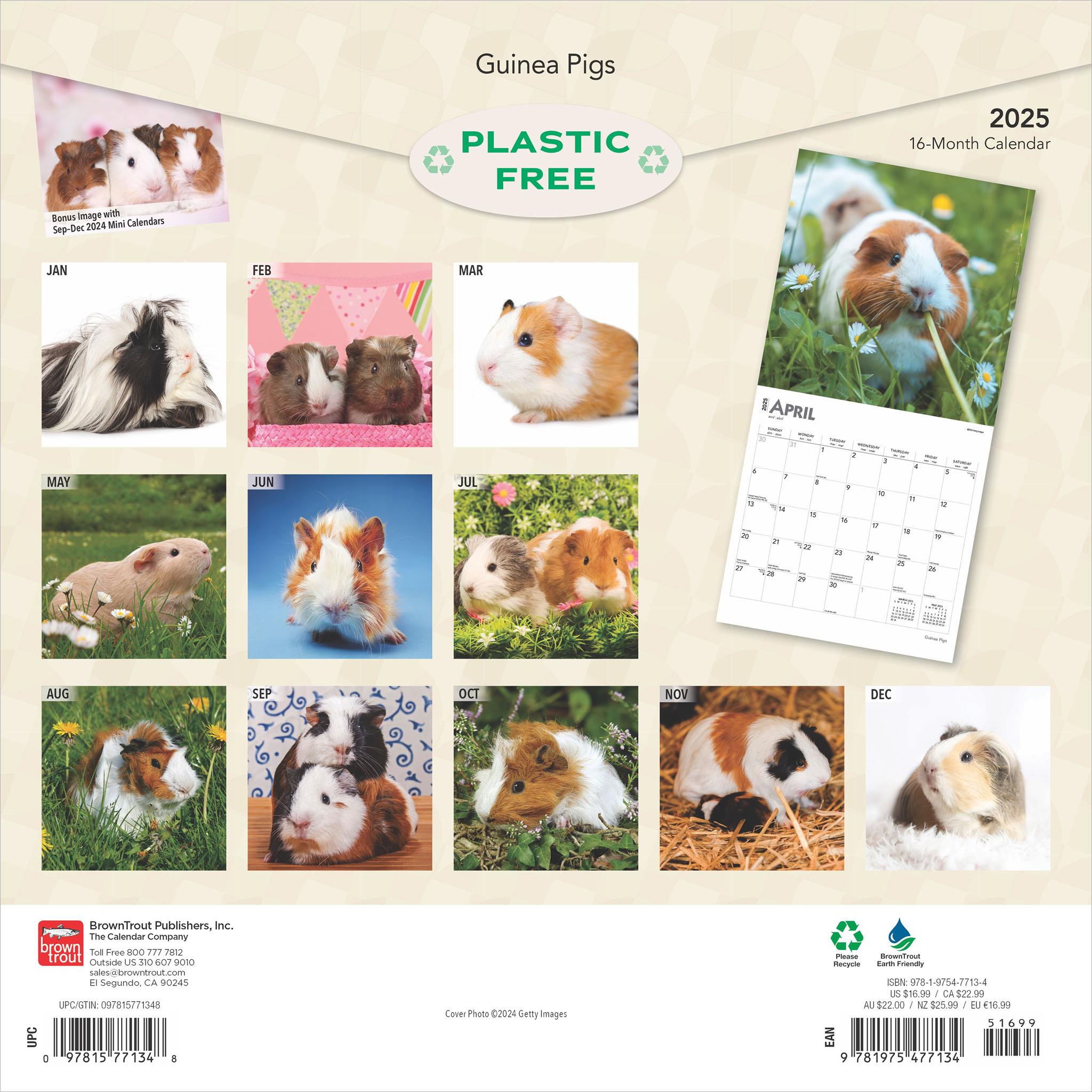 Guinea Pigs Wall 2025 Calendar