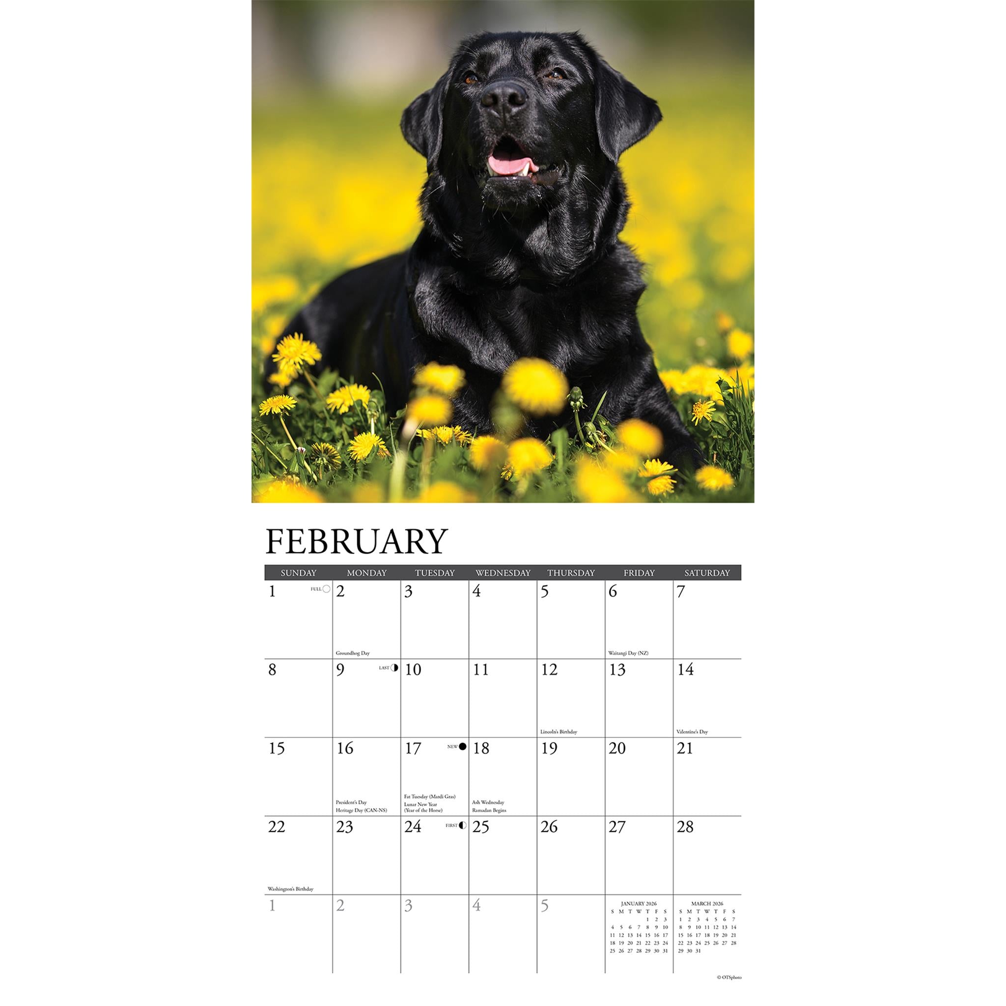 Just Black Labs 2026 Wall Calendar - Online Only