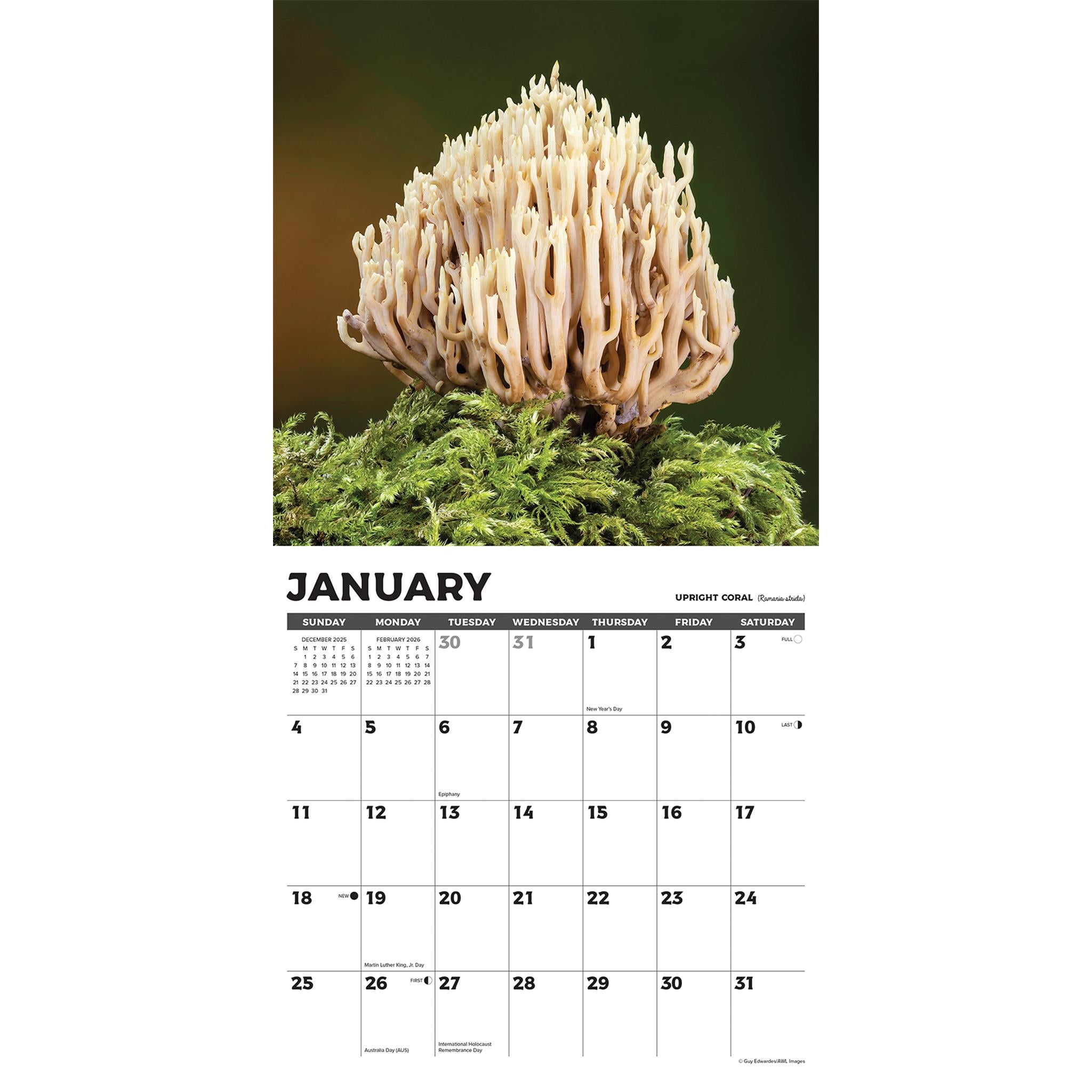 Mushroom The Art Of The 2026 Wall Calendar - Online Only