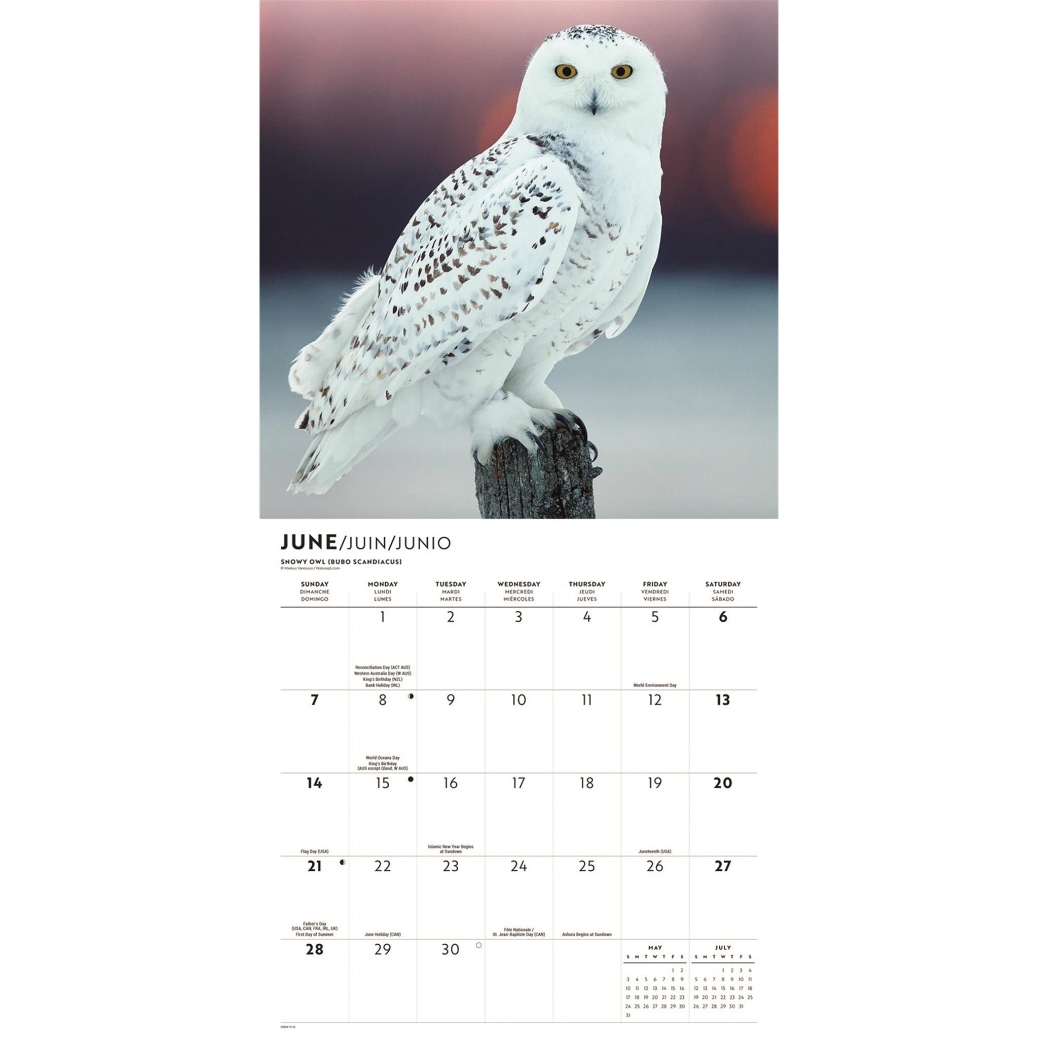 Owls 2026 Wall Calendar