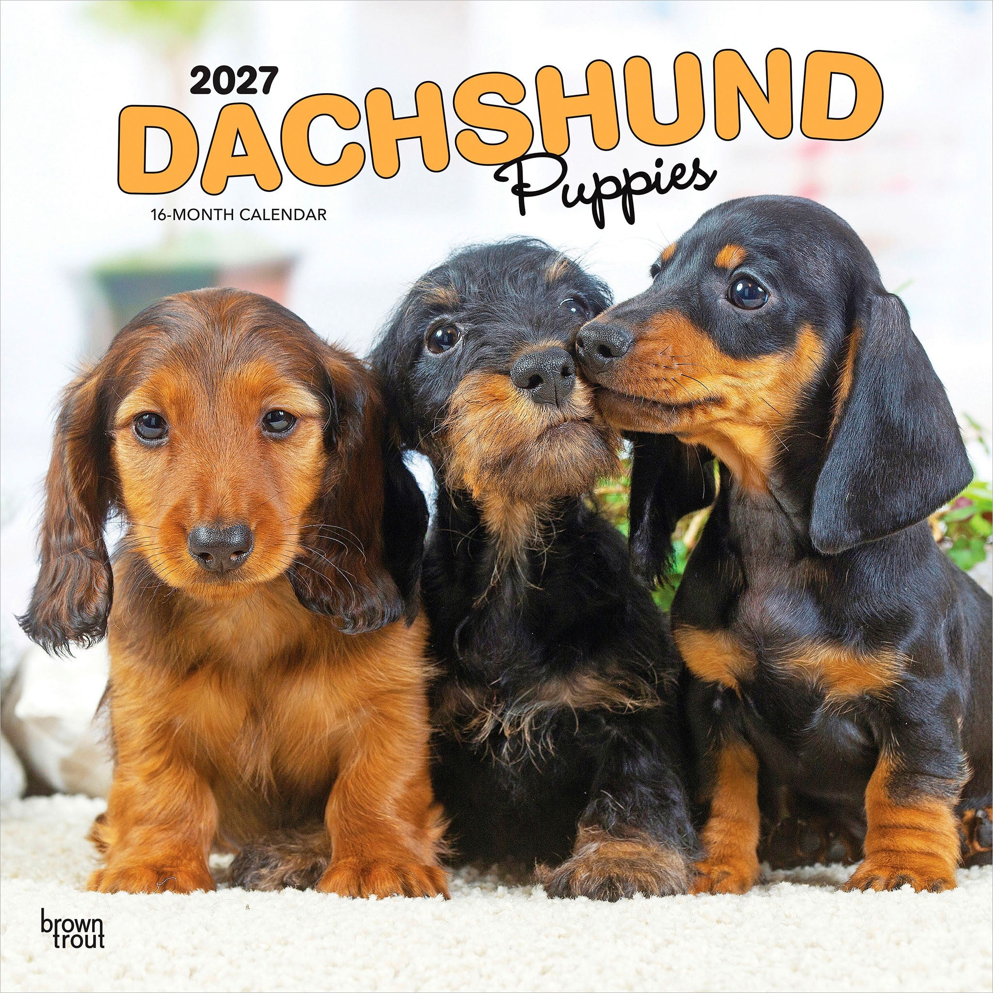 Dachshund Puppies 2027 Wall Calendar