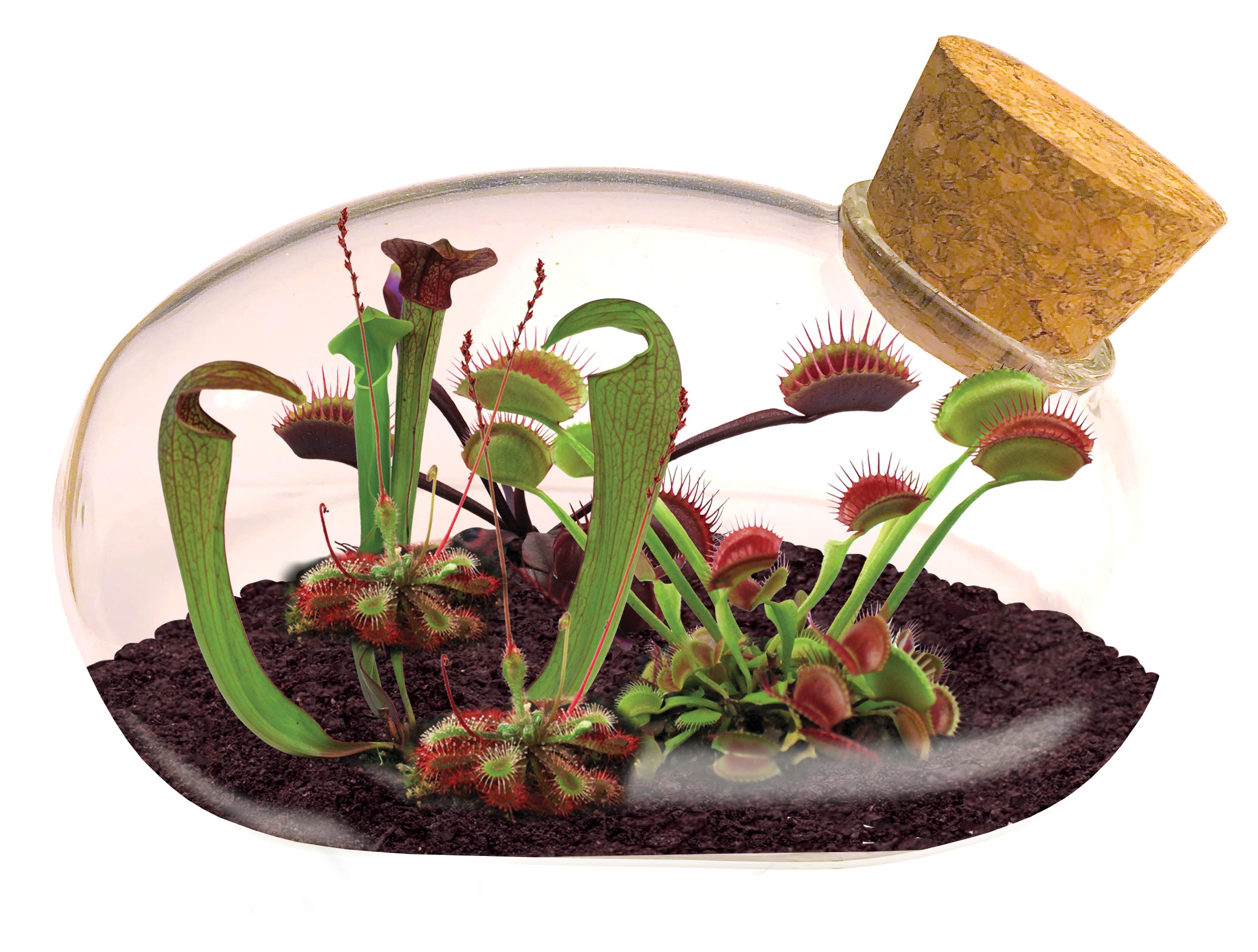 Meat Eating Mouse Garden Terrarium