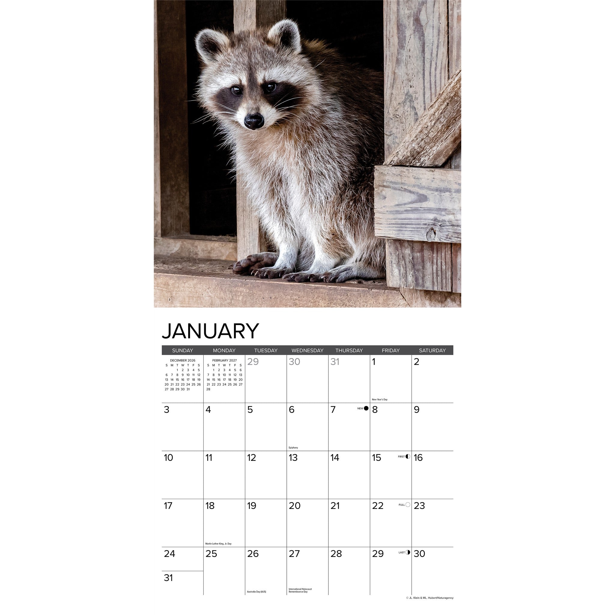 Rascally Raccoons 2027 Wall Calendar