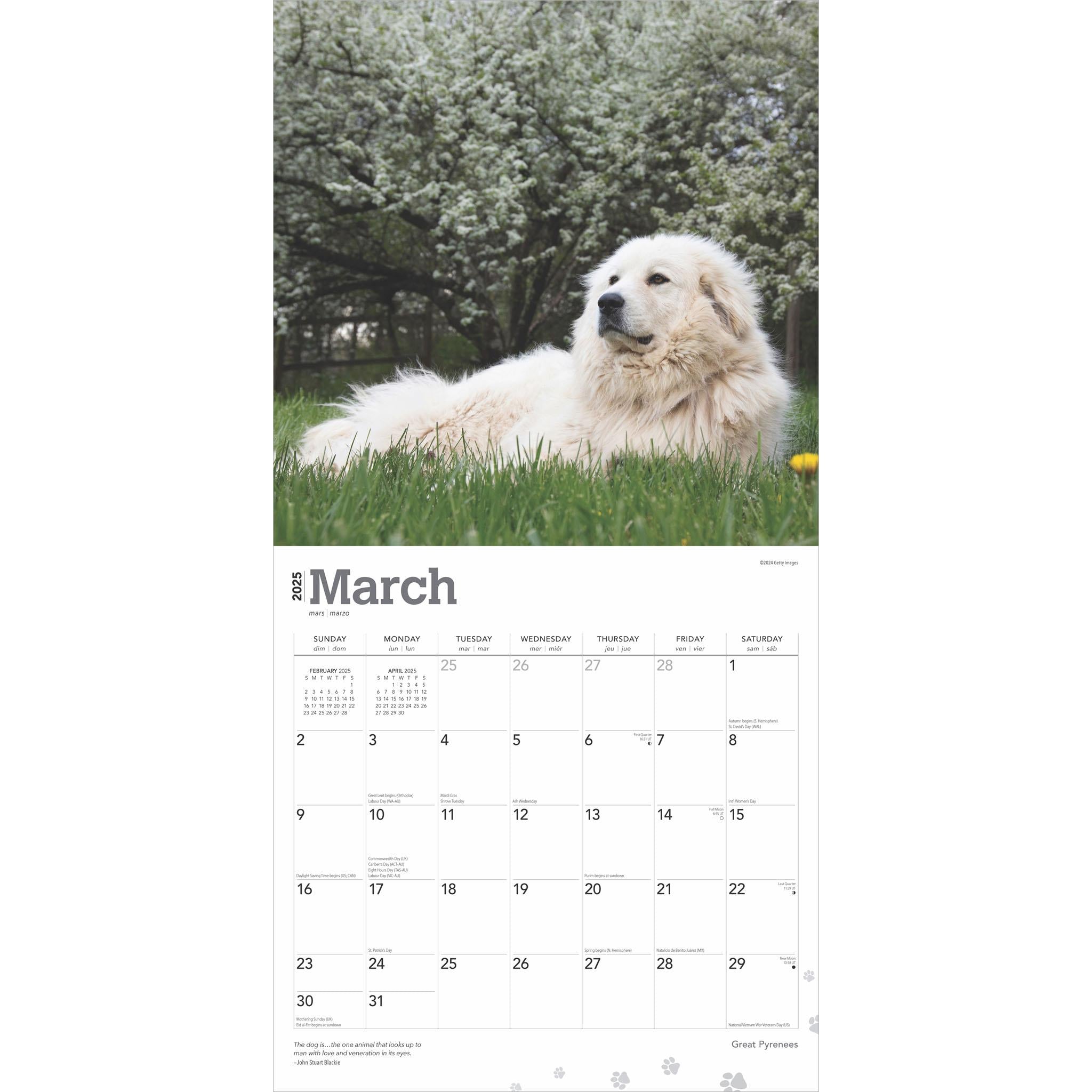 Great Pyrenees Wall 2025 Calendar