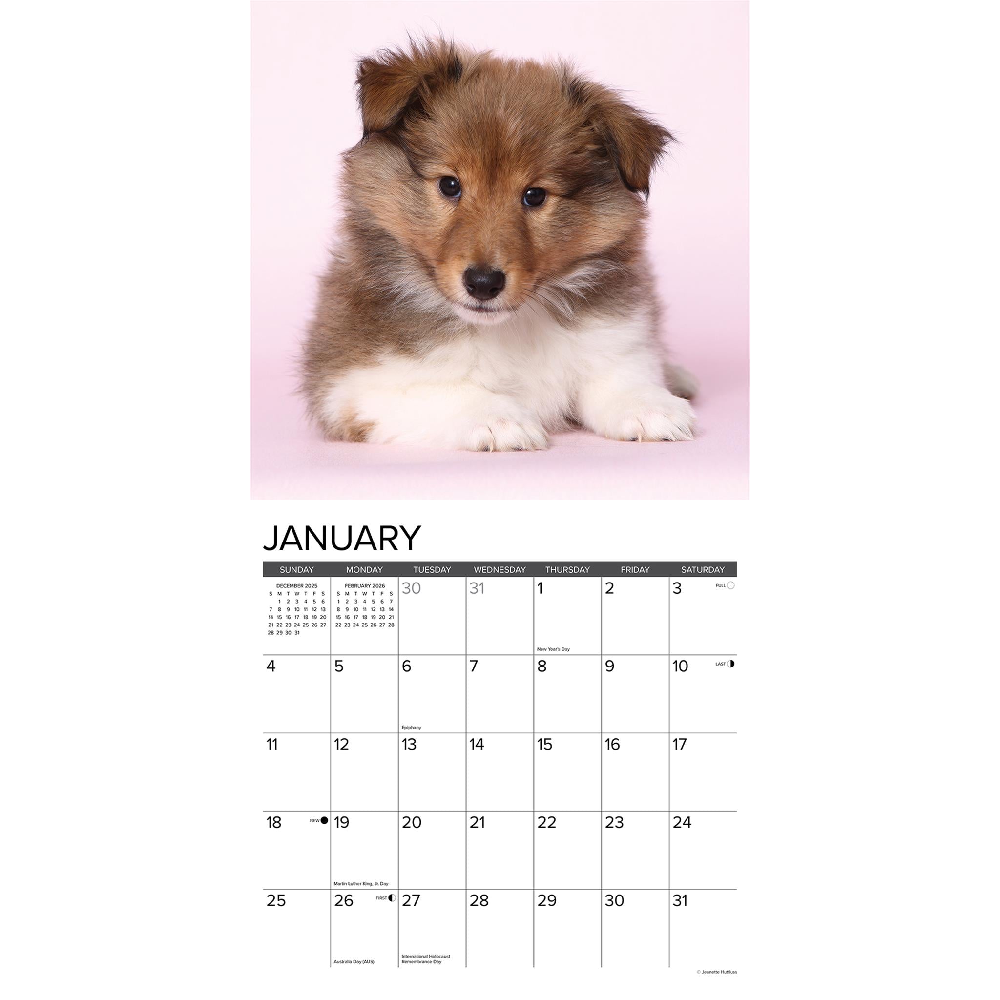 Just Sheltie Puppies 2026 Wall Calendar - Online Only